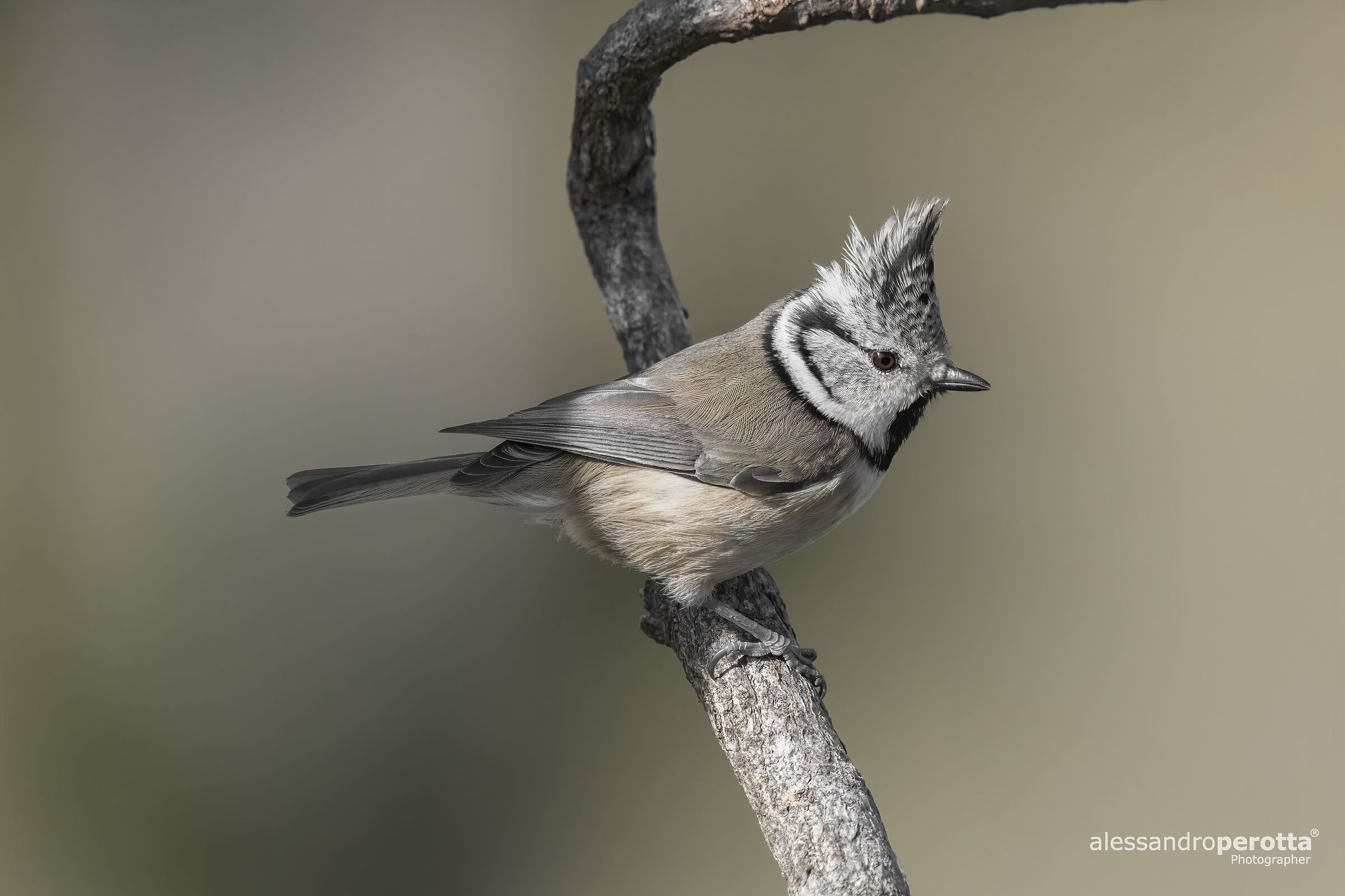 Lophophanes cristatus