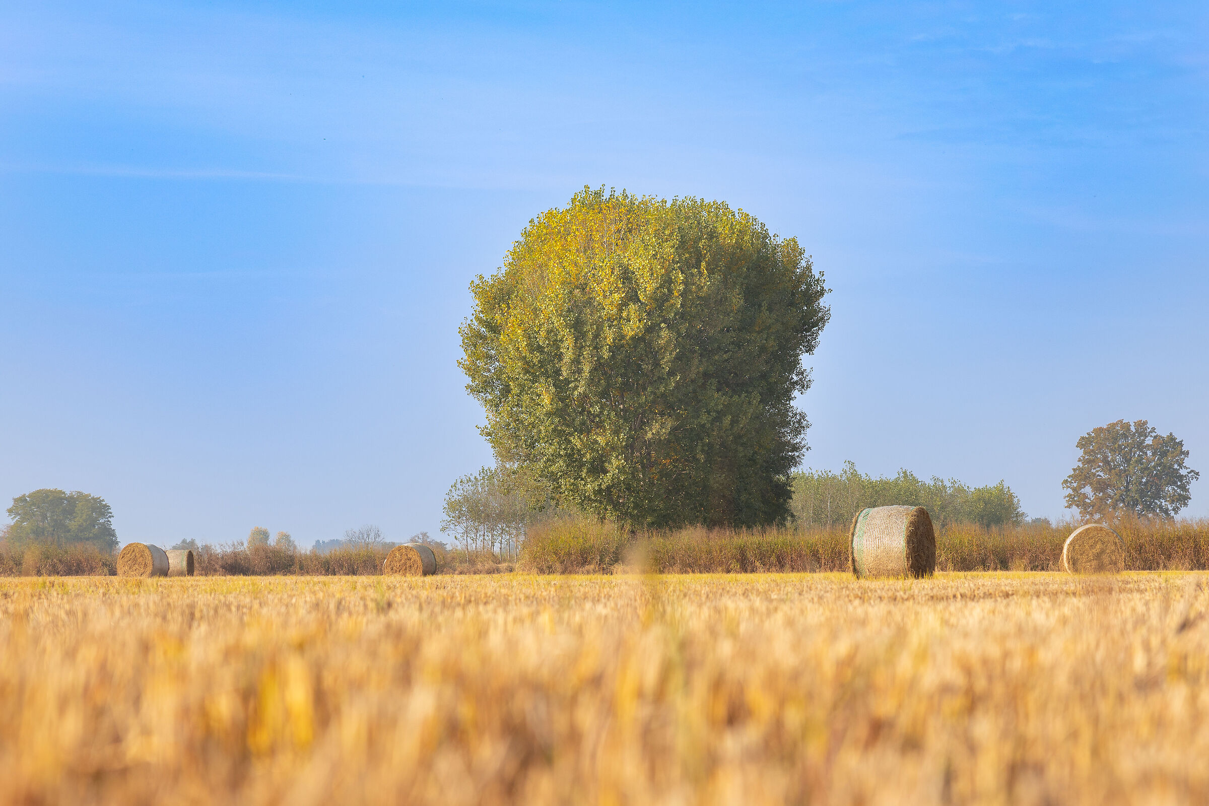 scorci di campagna