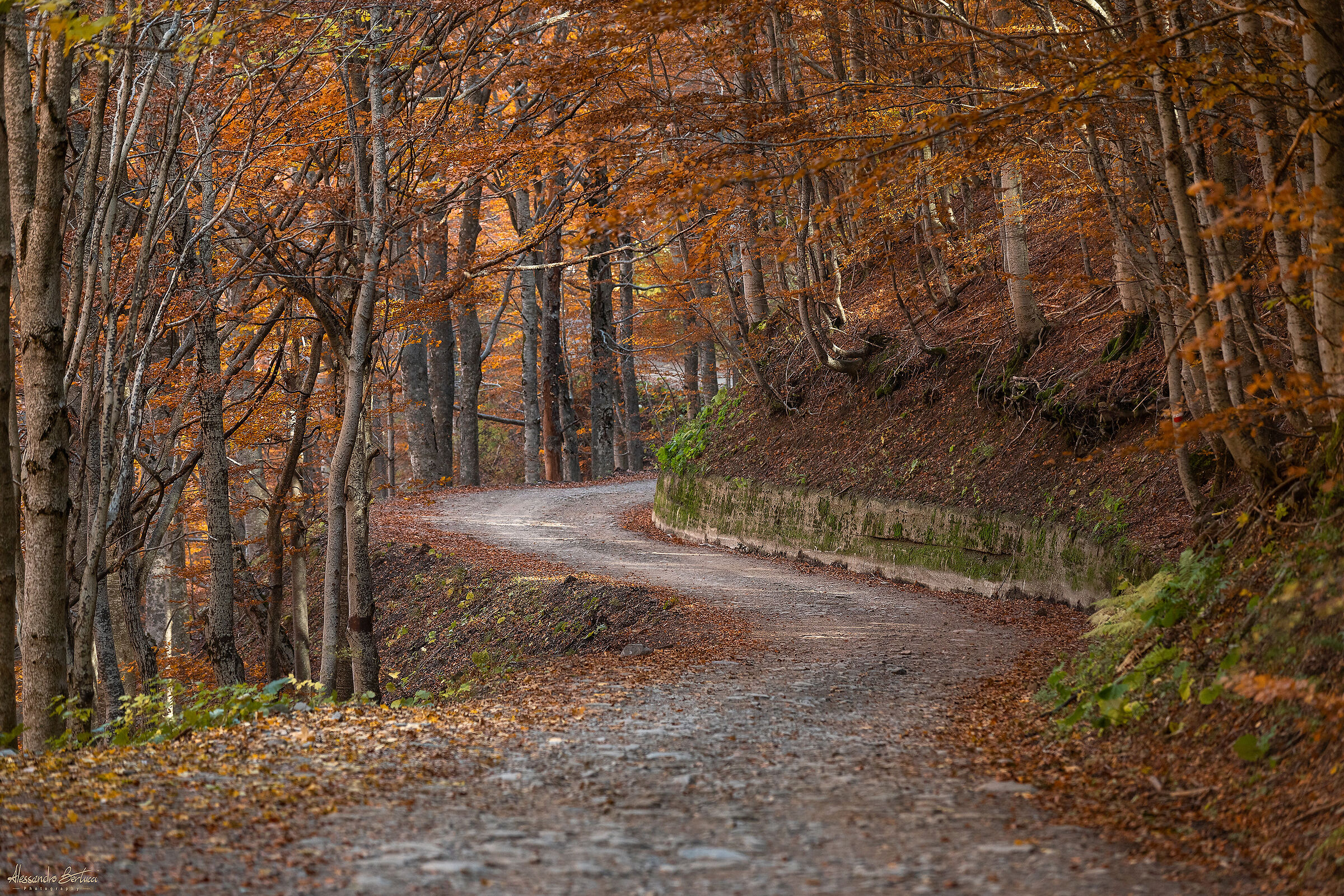 Inside the autumn