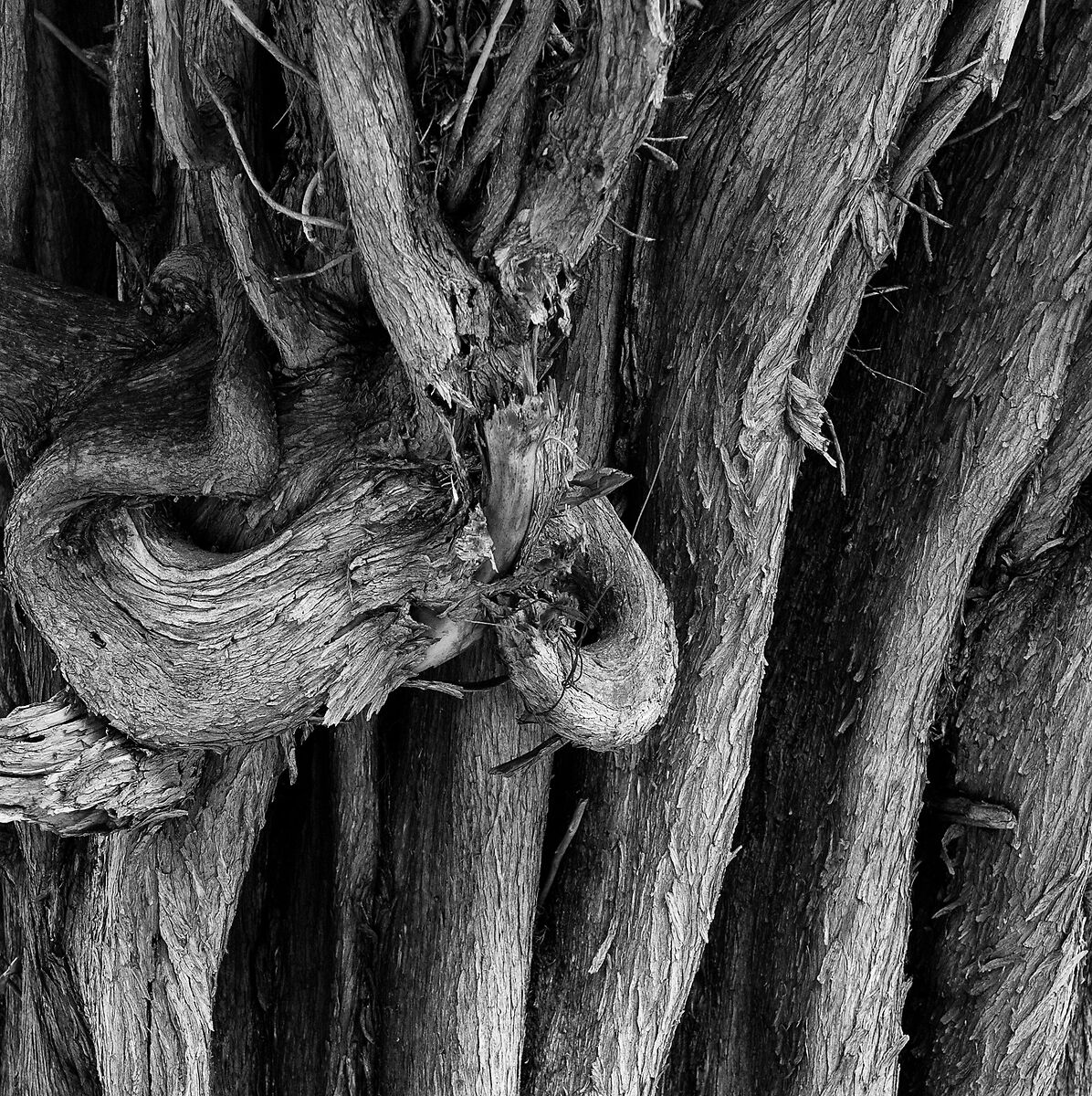 Contortions