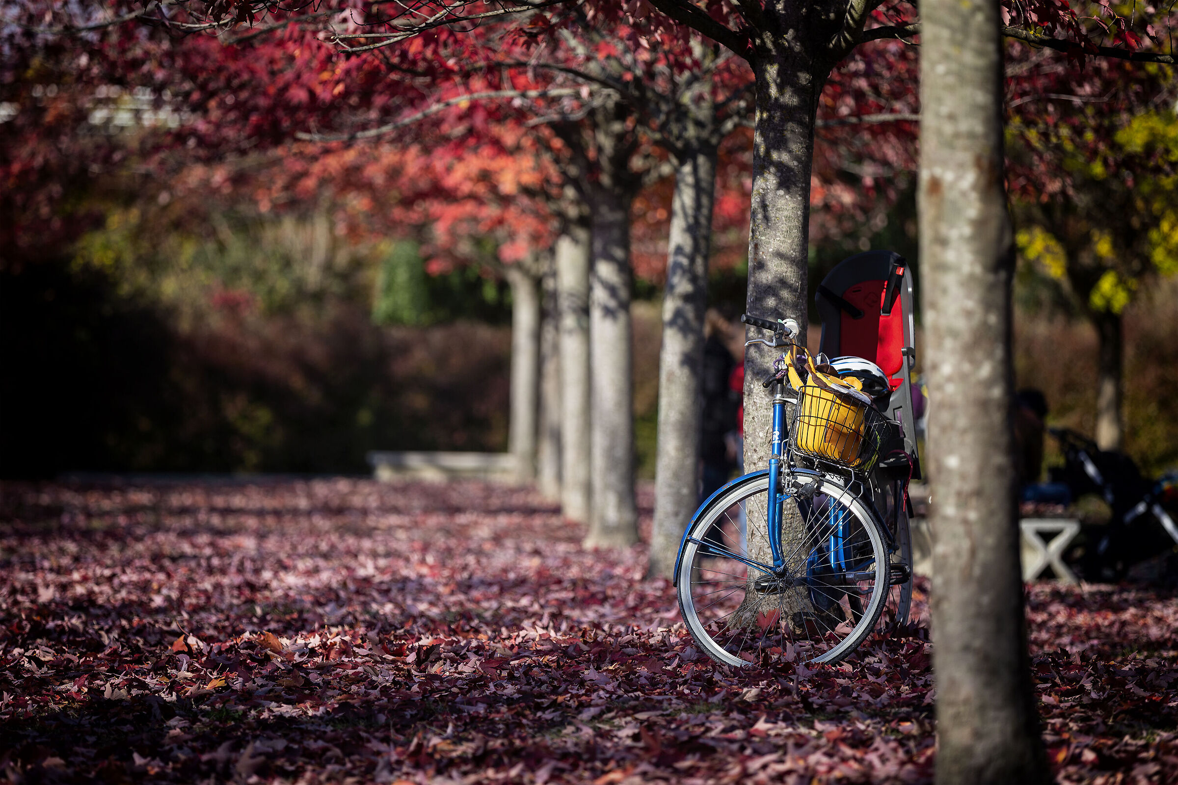 Autumn at the park of San Giuliano di Mestre