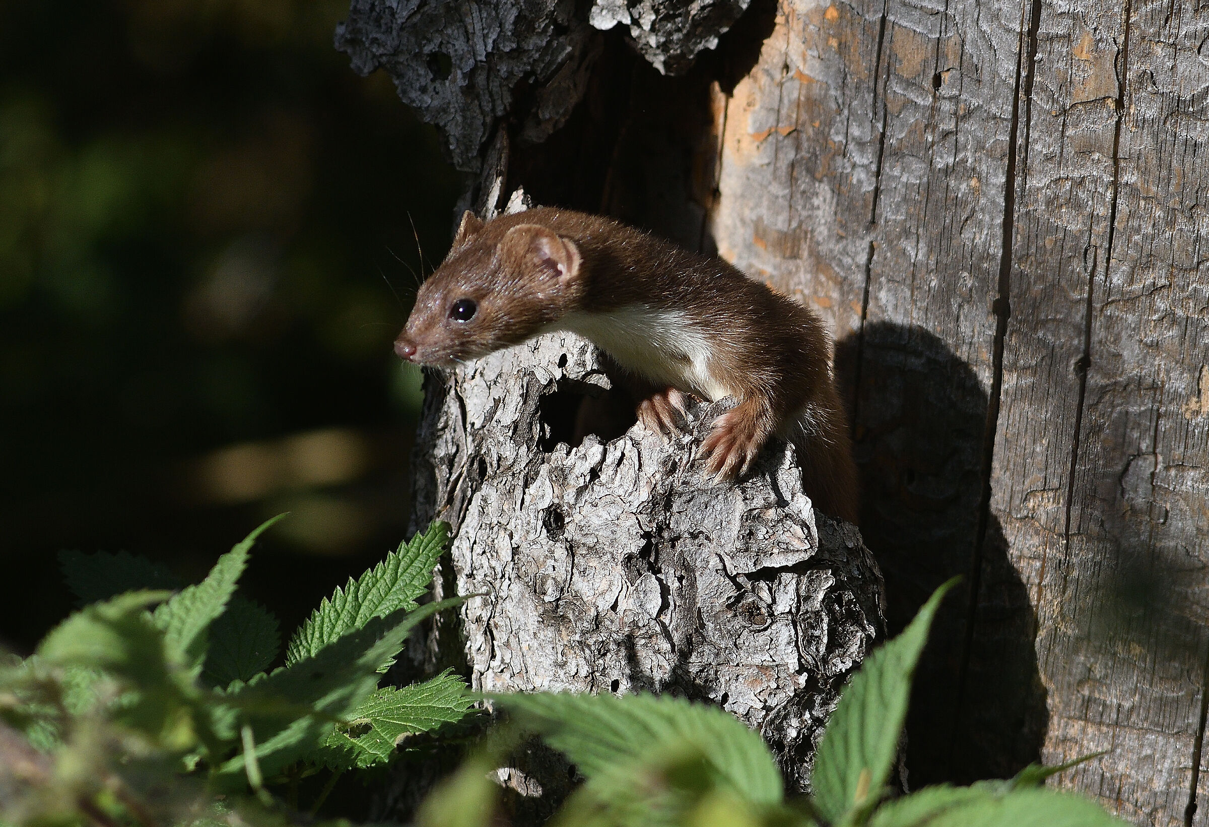 Weasel on the hunt..