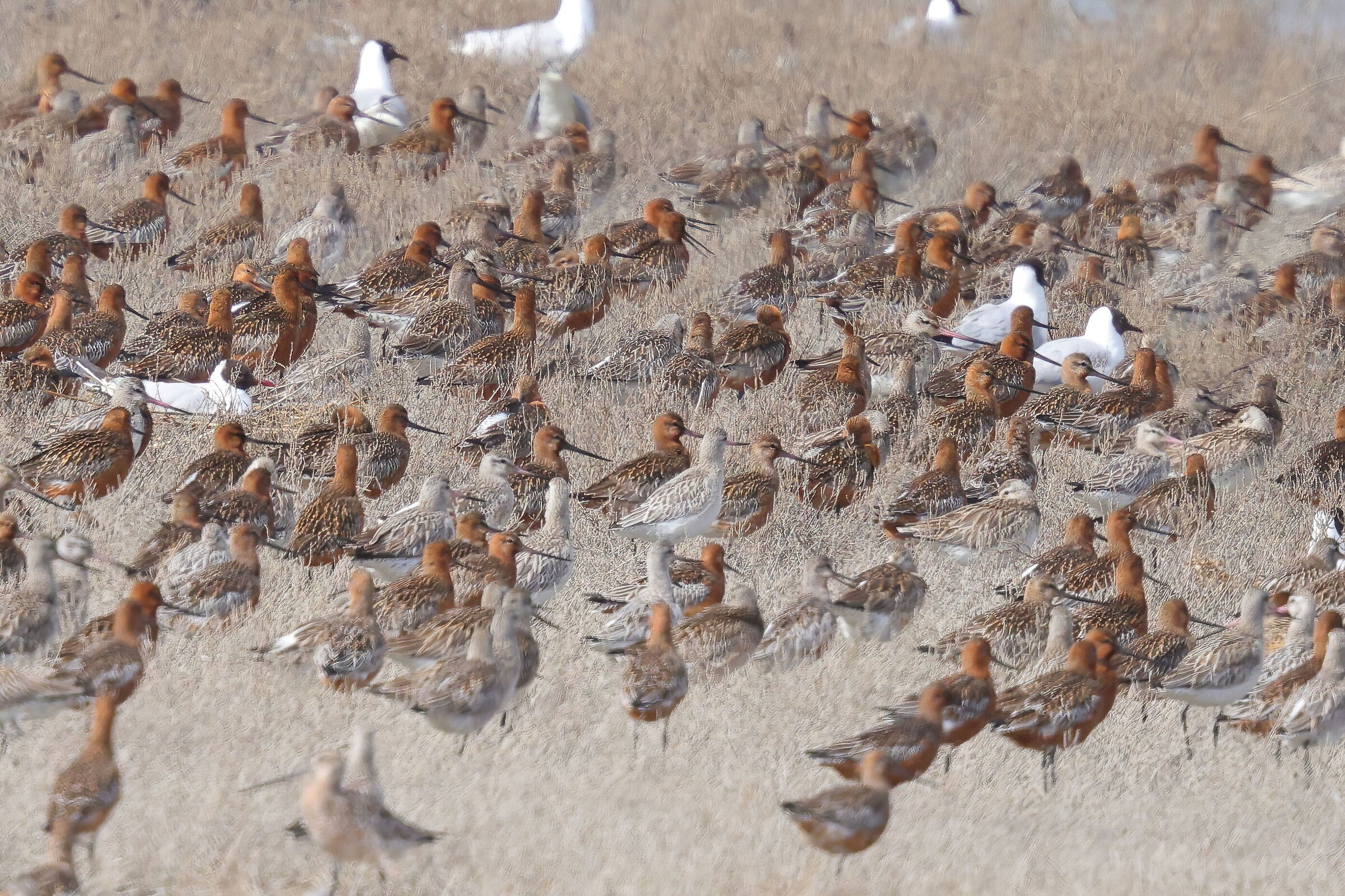 il roost delle pittime minori