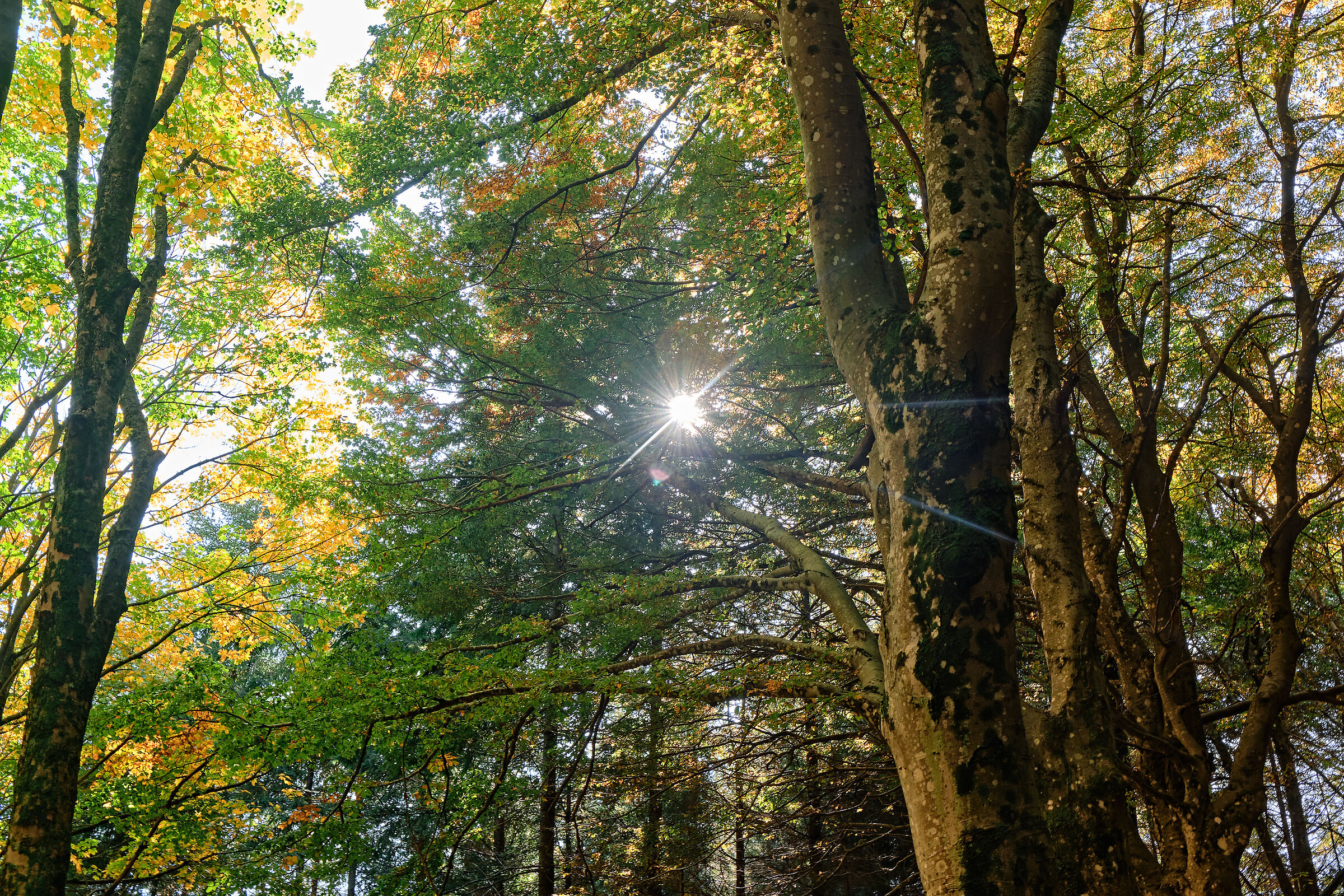 The Acquerino IV Nature Reserve