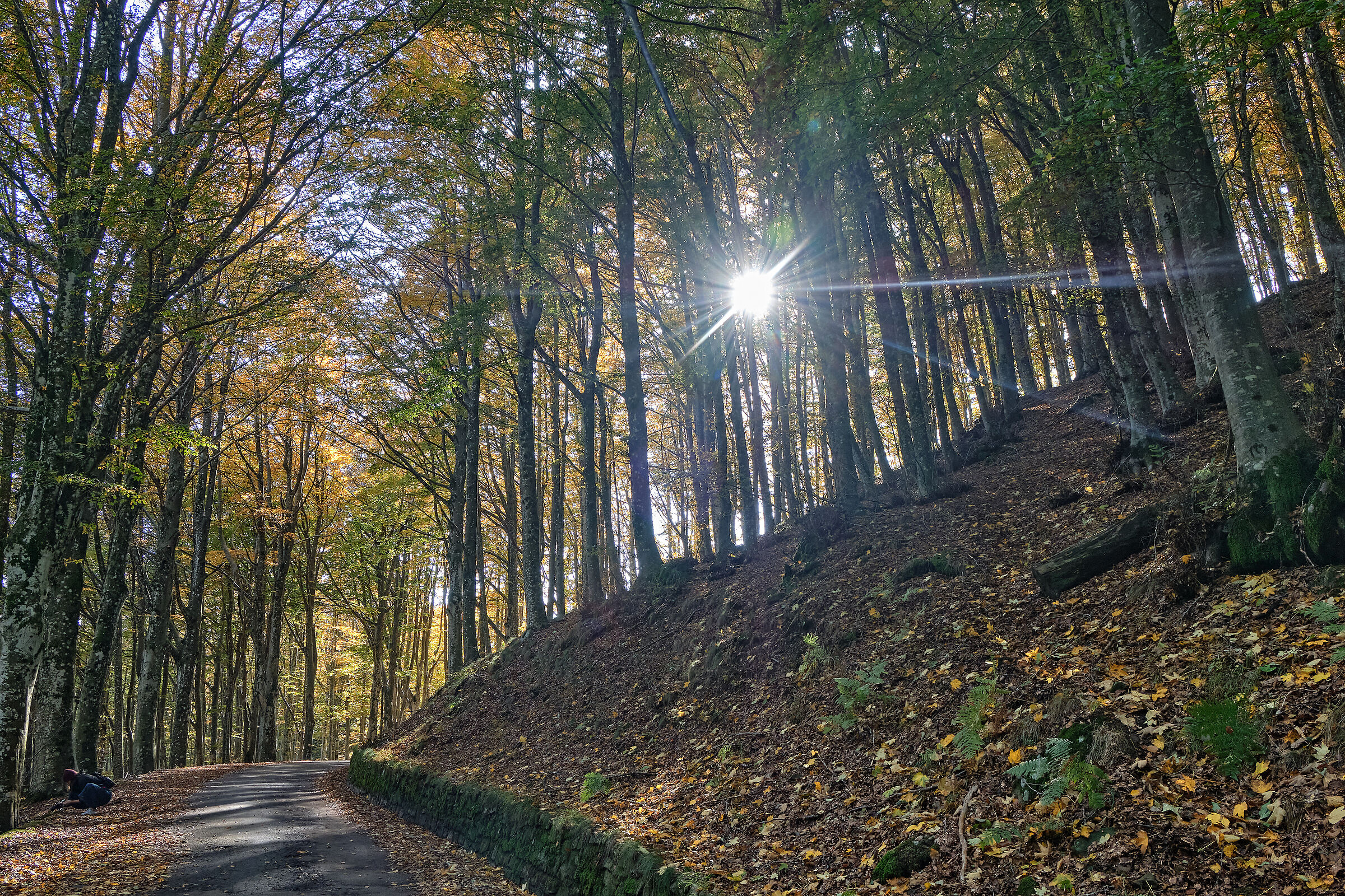 The Acquerino V Nature Reserve