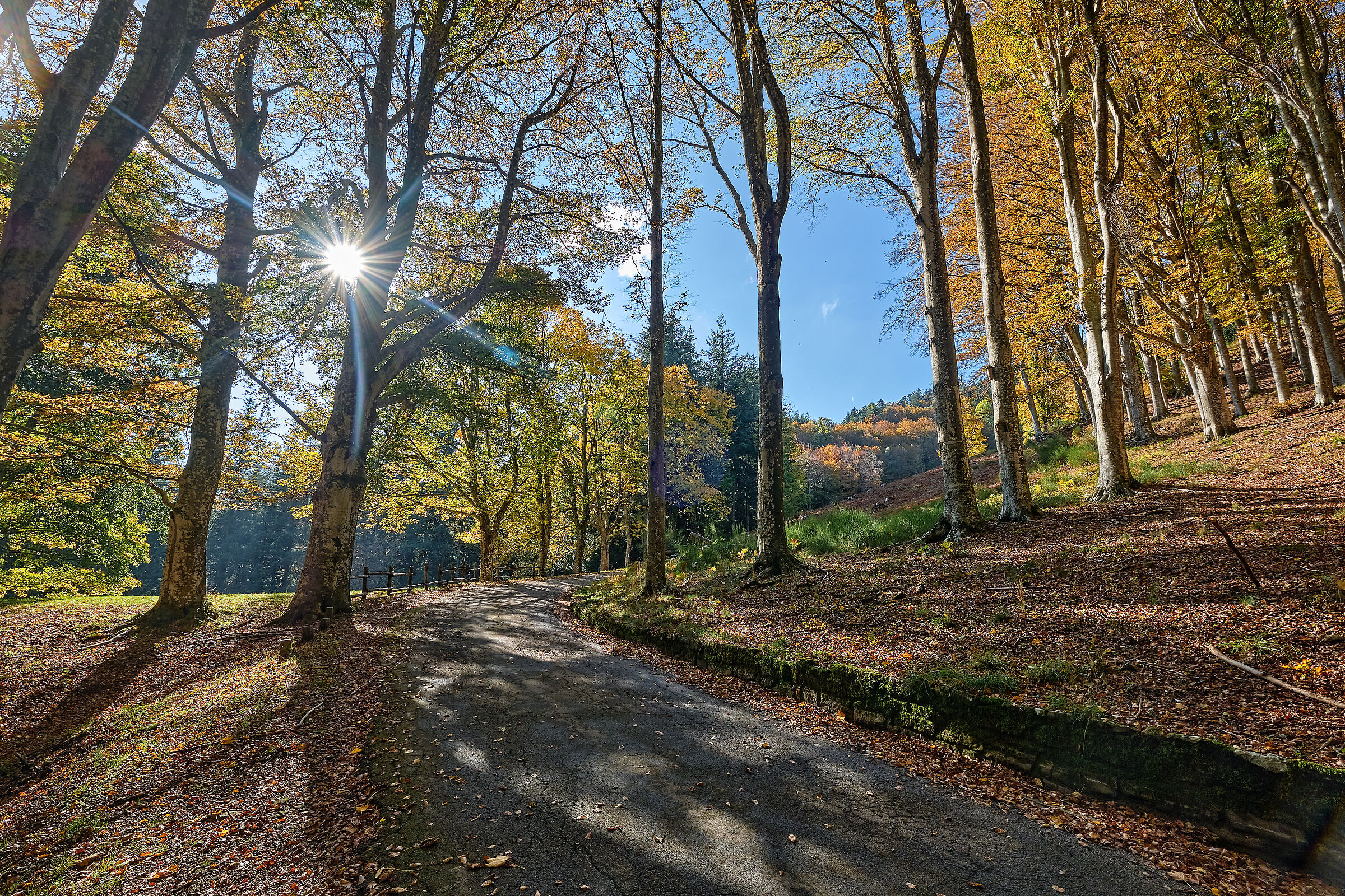 The Acquerino VI Nature Reserve