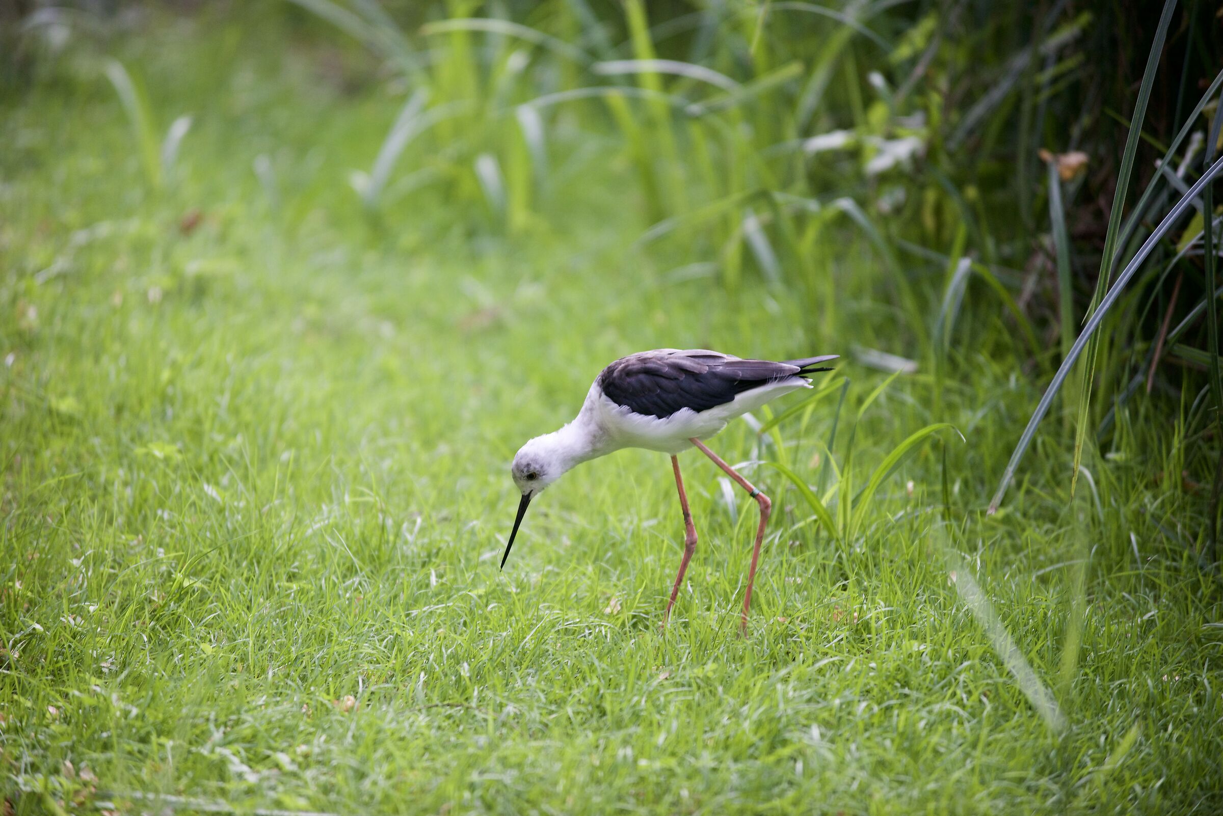 Young Knight of Italy