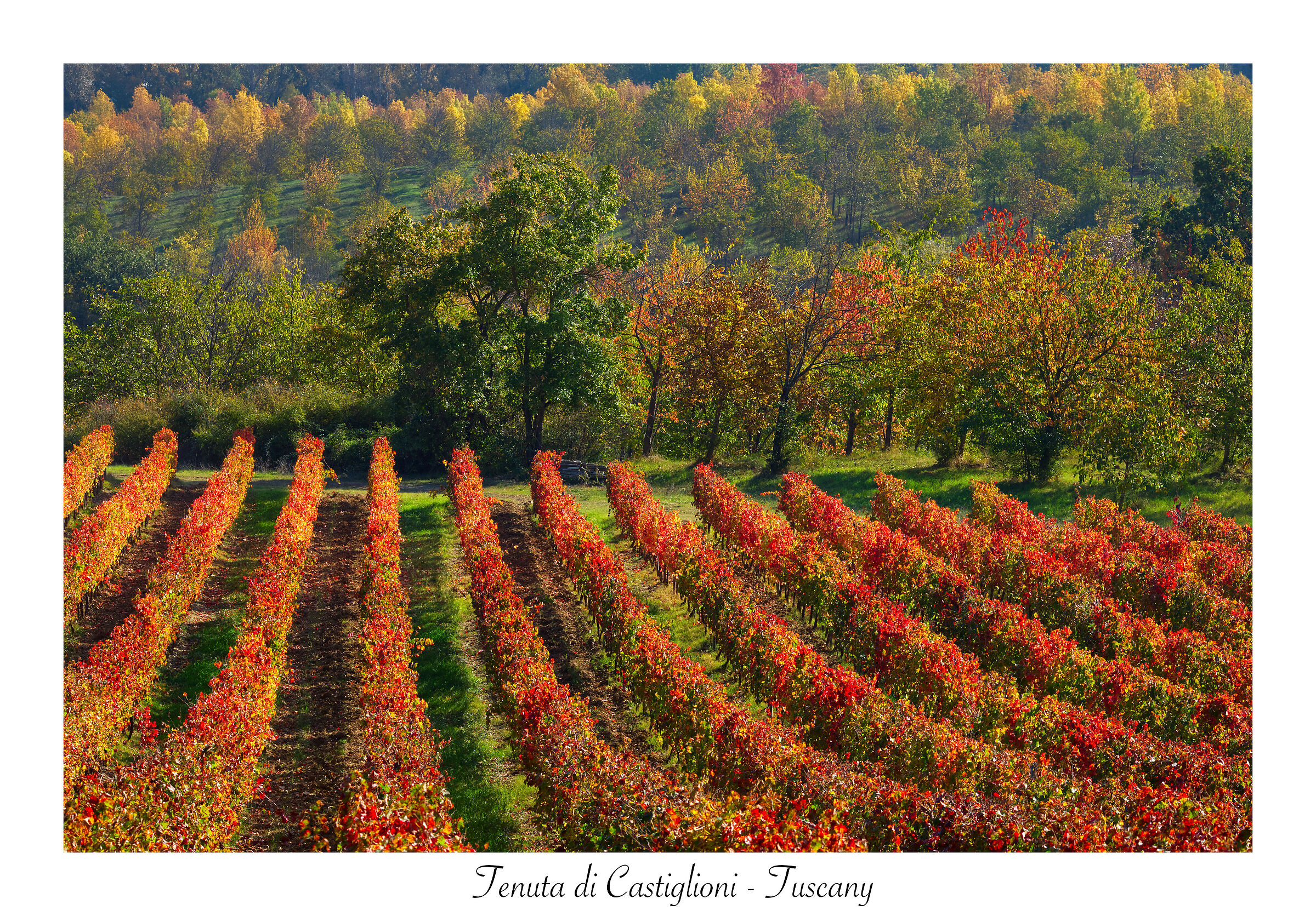 I vigneti della tenuta di Castiglioni