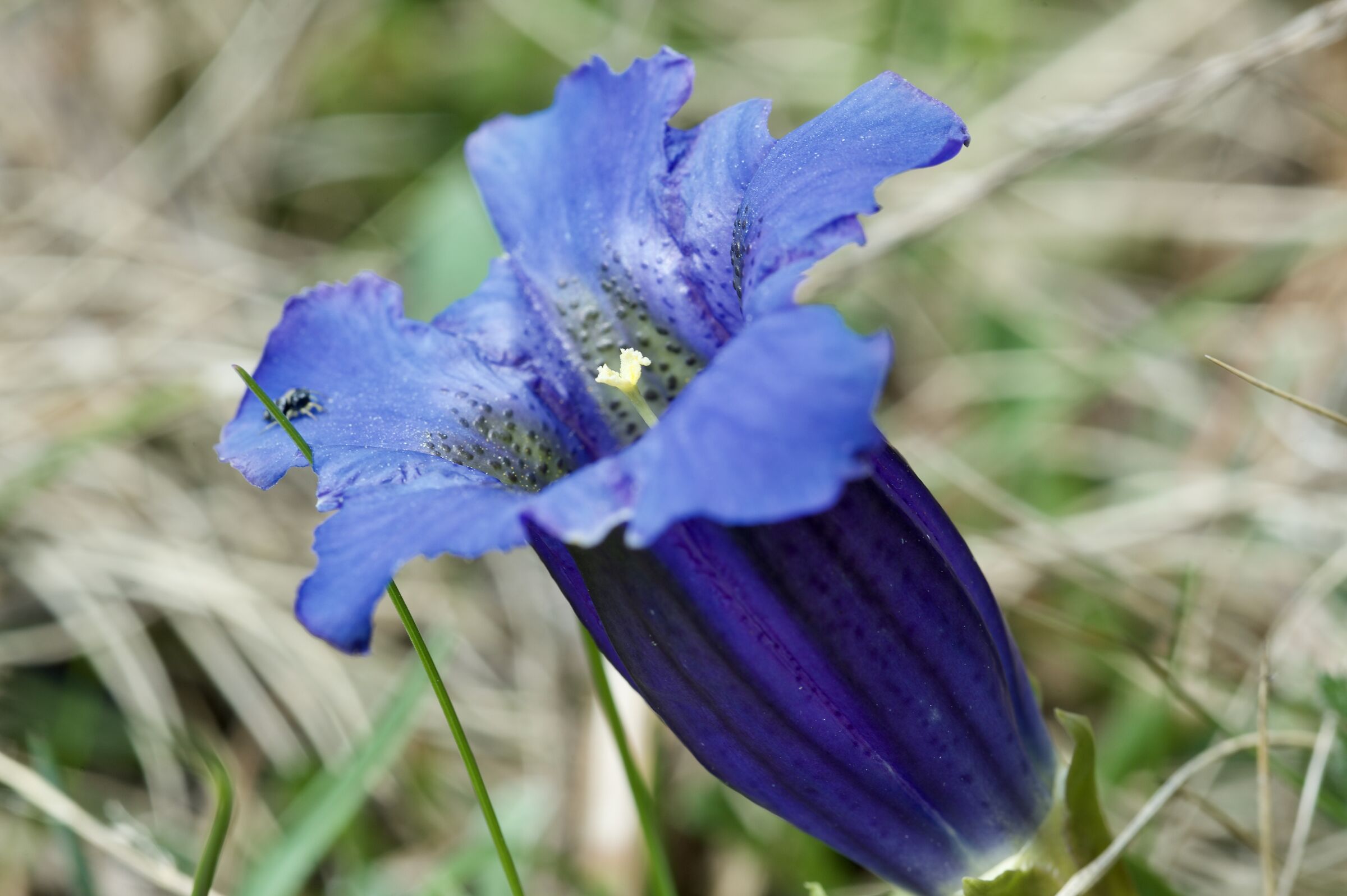 Gentian