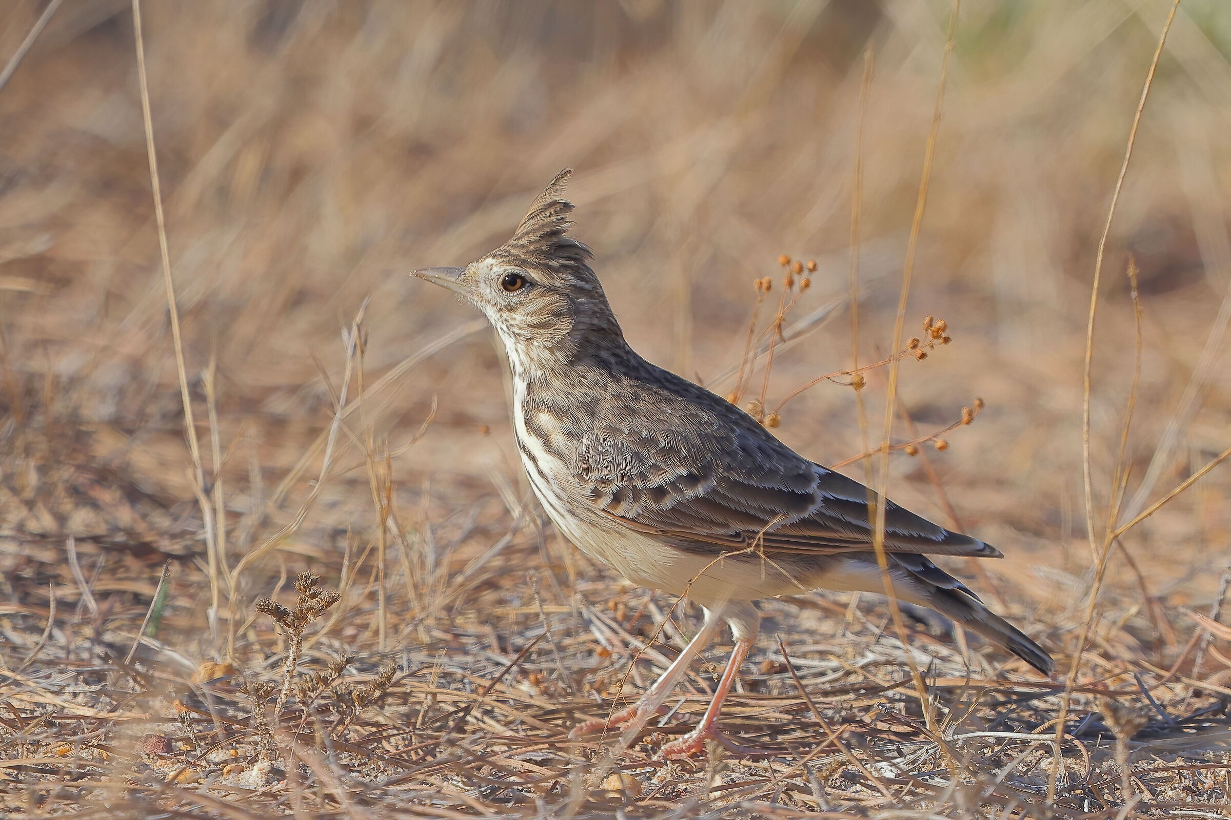 Crested lark