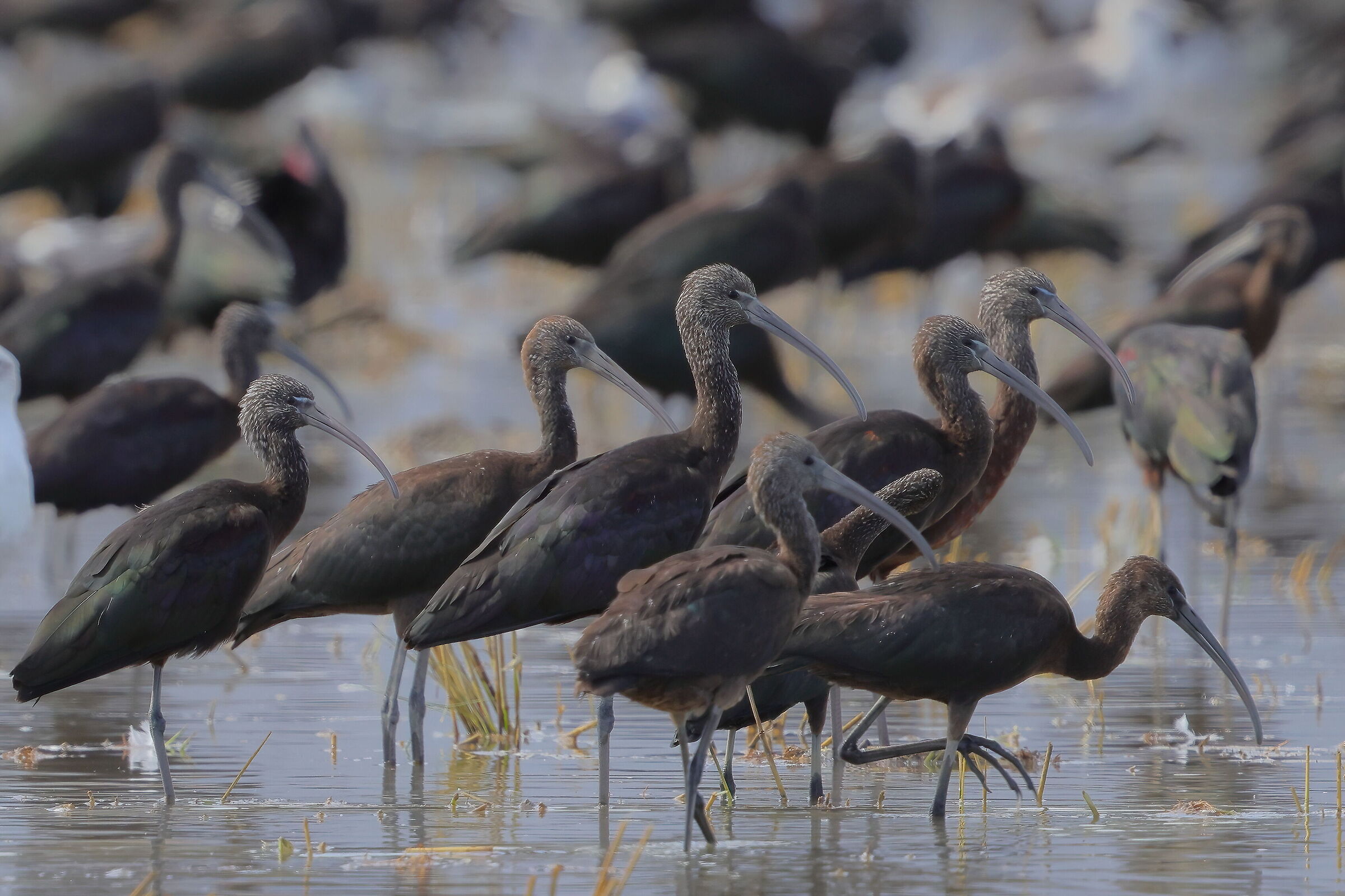 A multitude of sickles