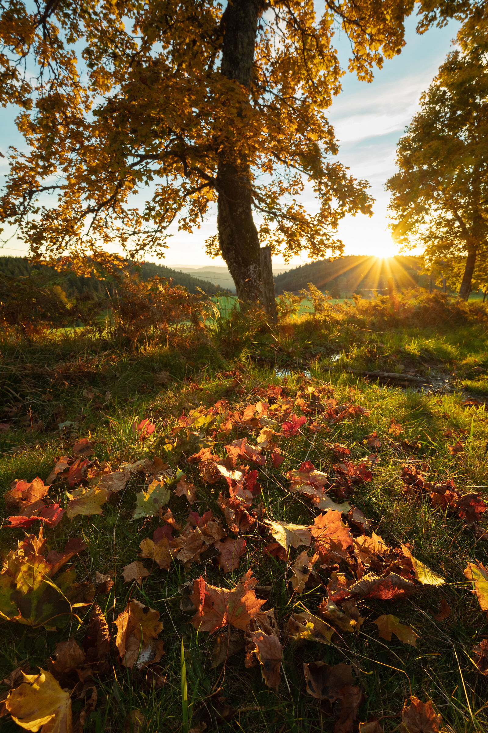 Prelibatezza autunnale