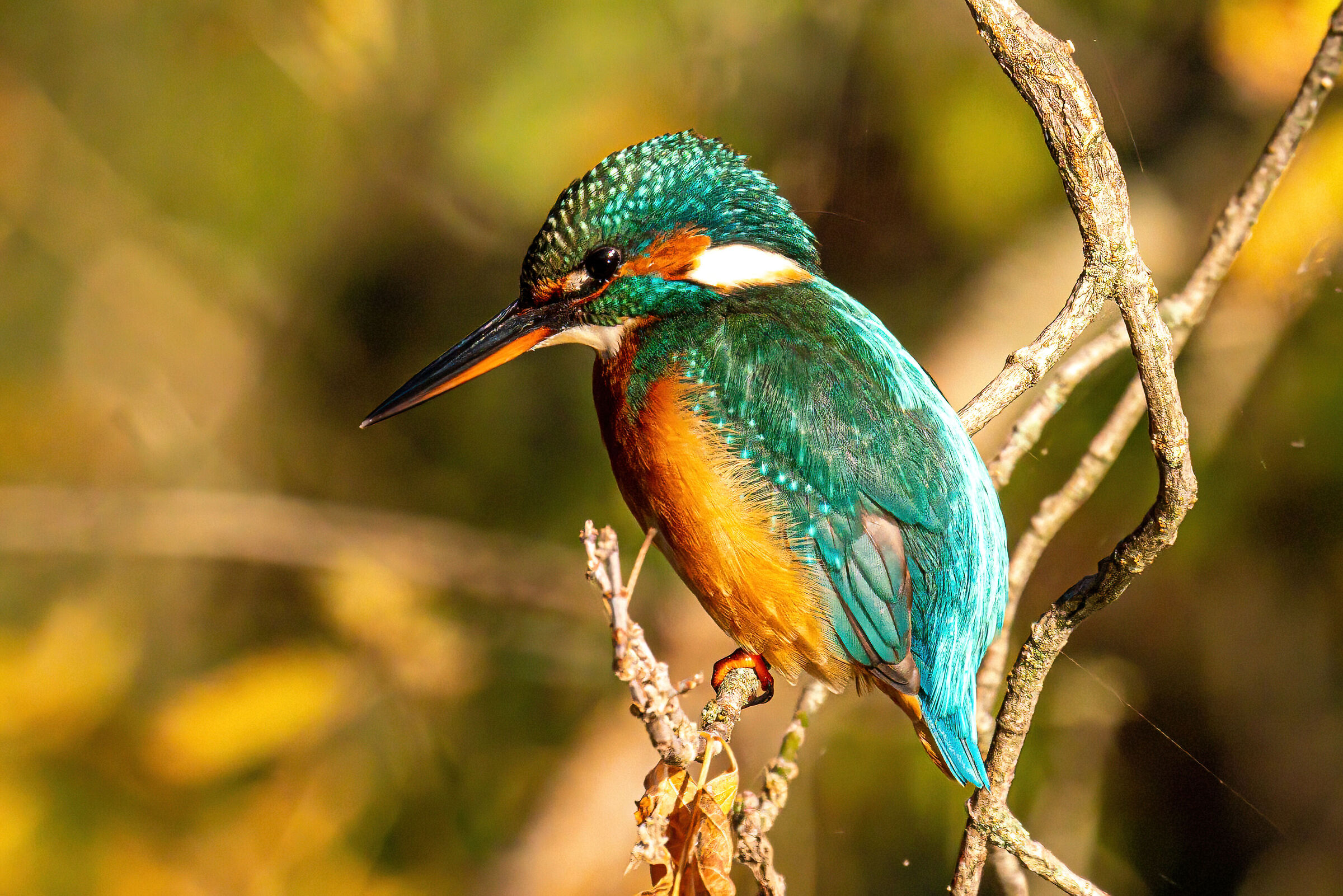 Martin pescatore femmina