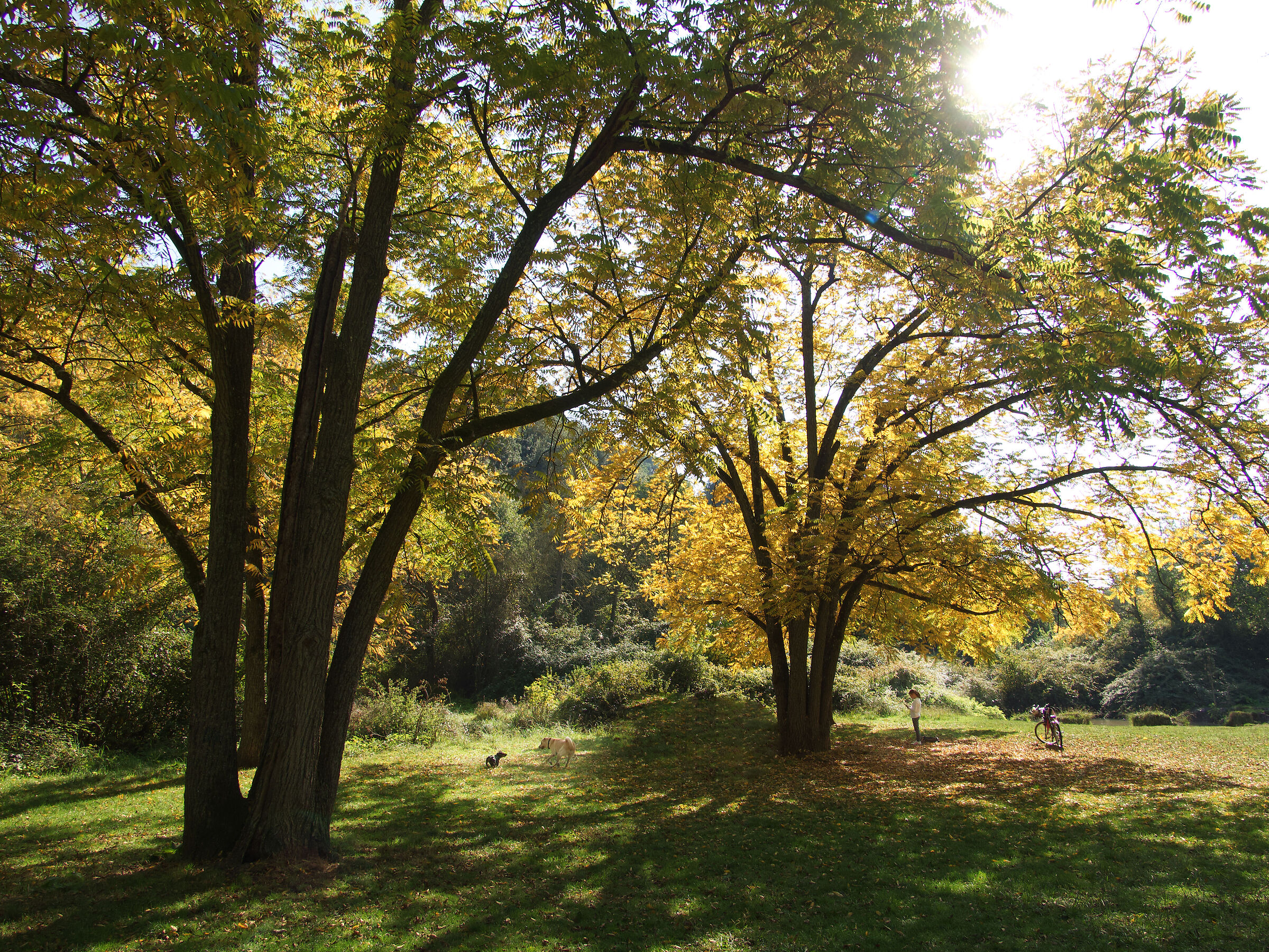 Villa Ada si tinge di giallo