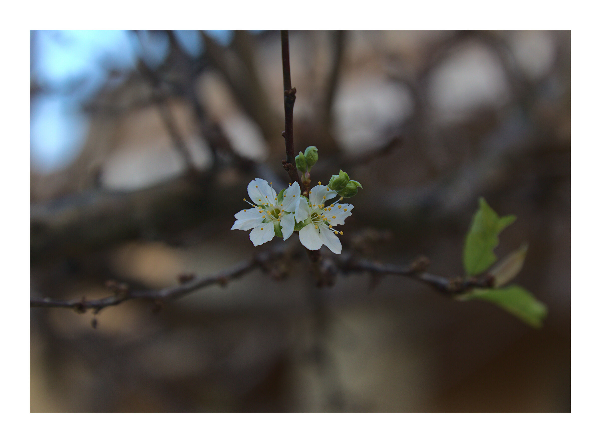 Fiori di prugno...... ad Ottobre!