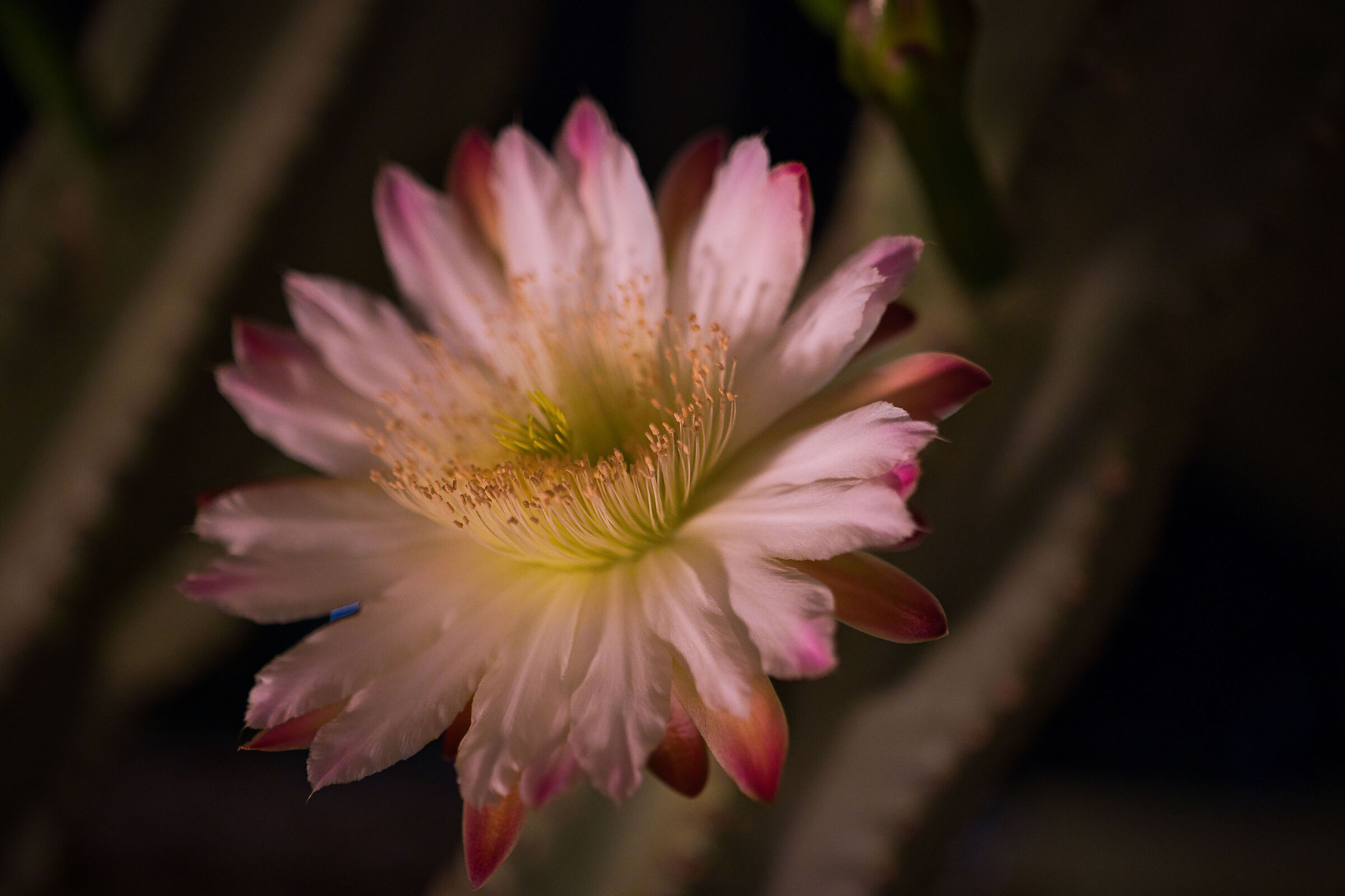 Cactus Flowers