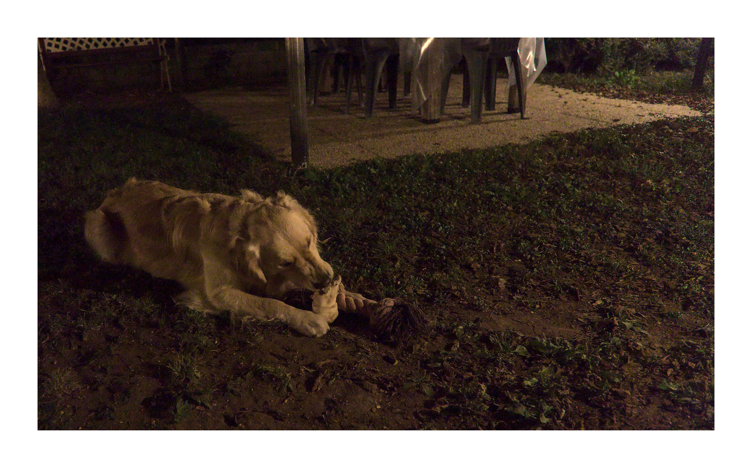 m.#11. Dopo cena me la spasso ancora col mio osso..