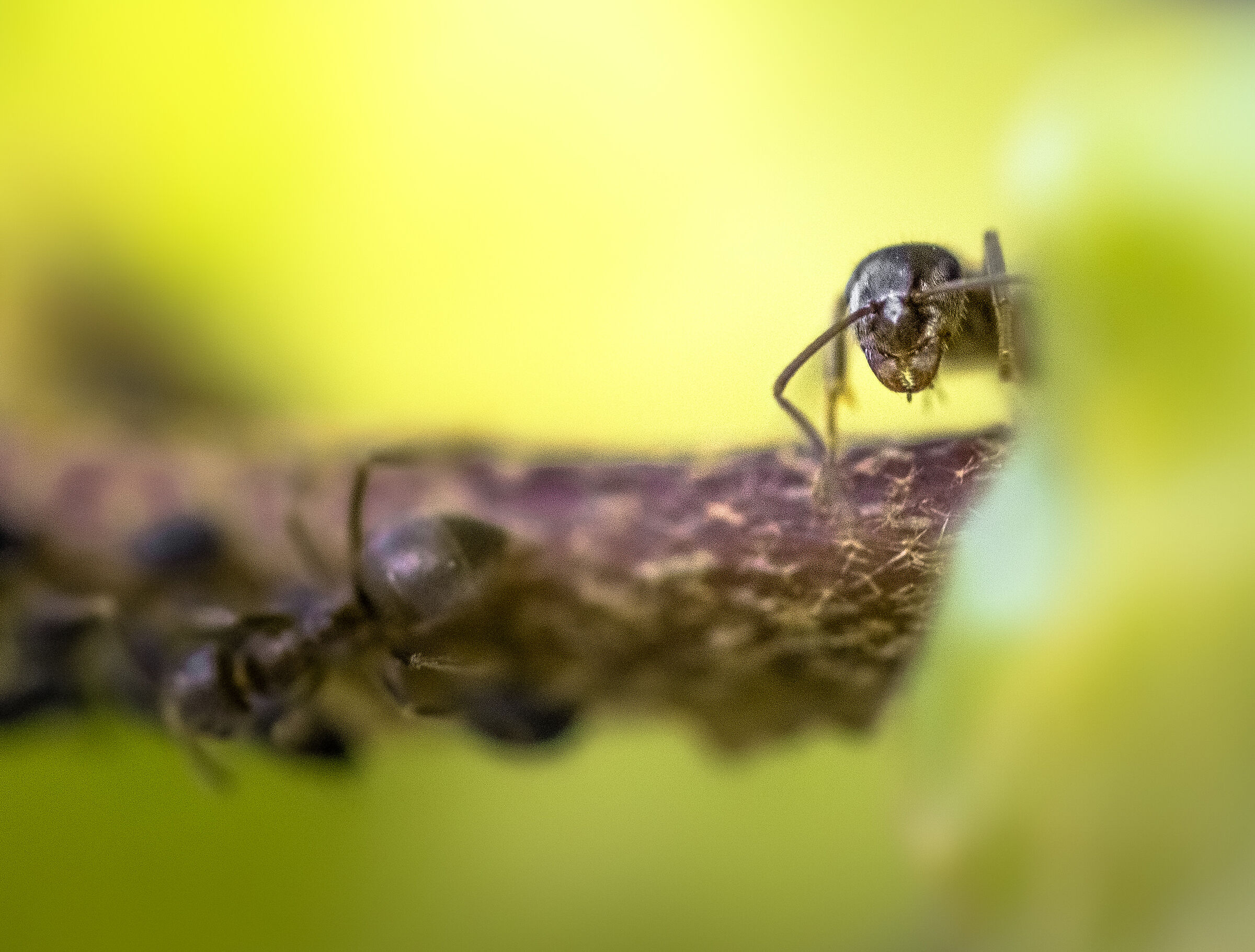 Ant Macro Photography
