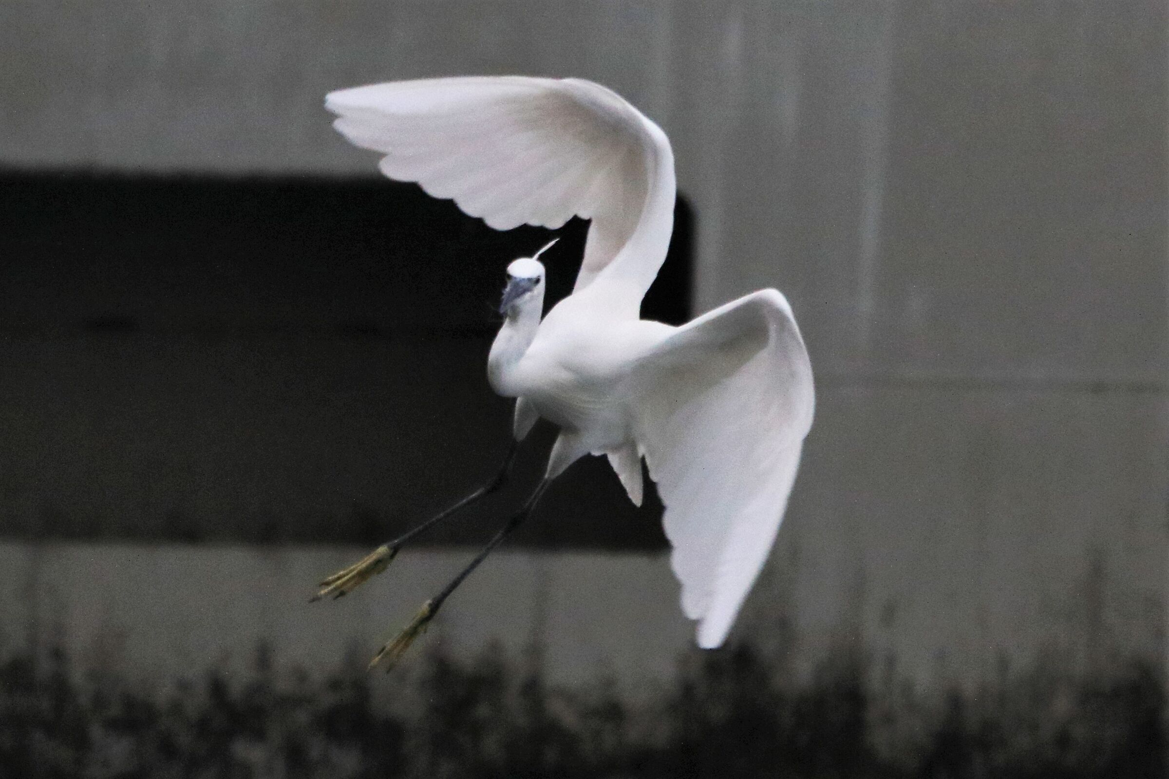 egret