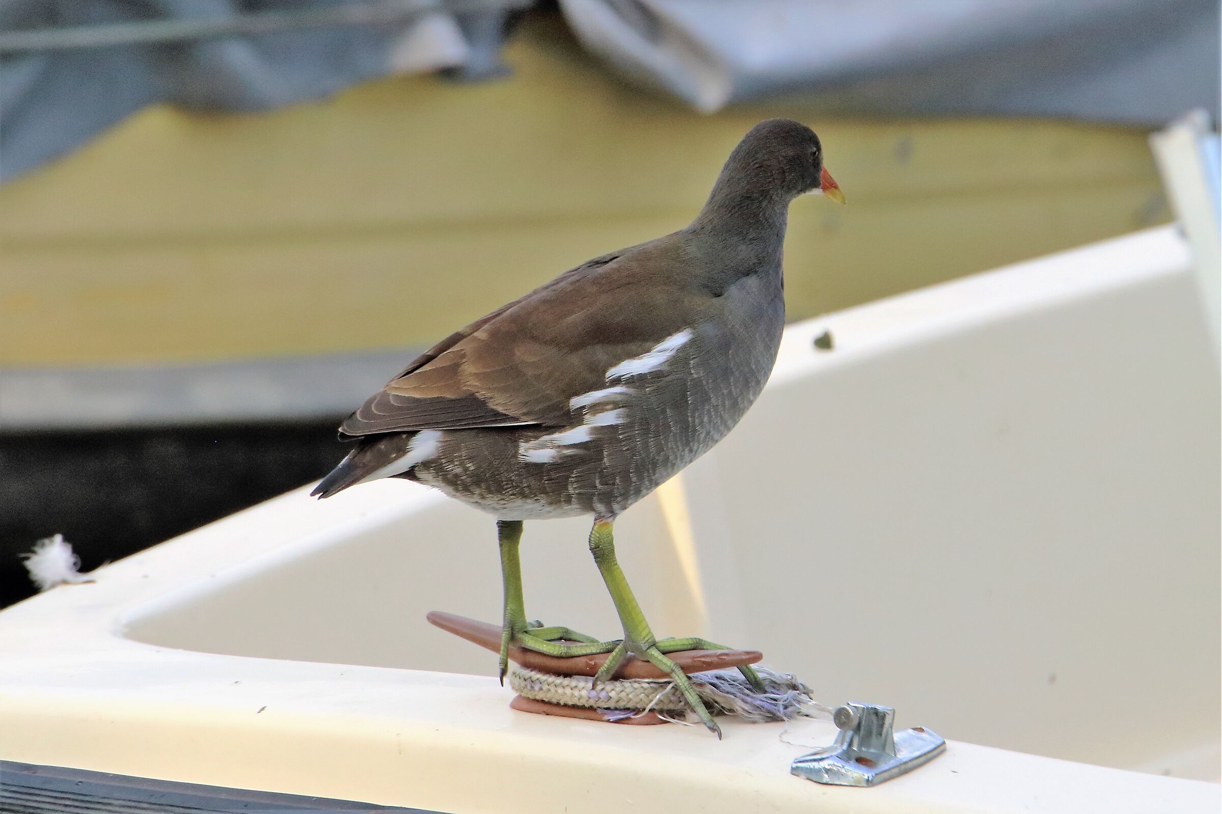 moorhen