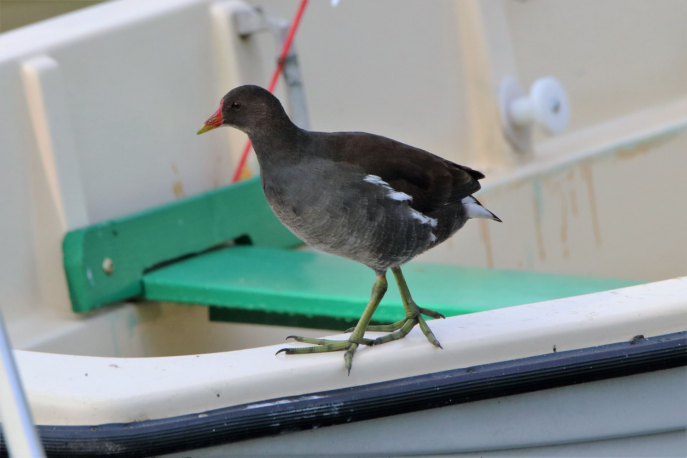 Moorhen