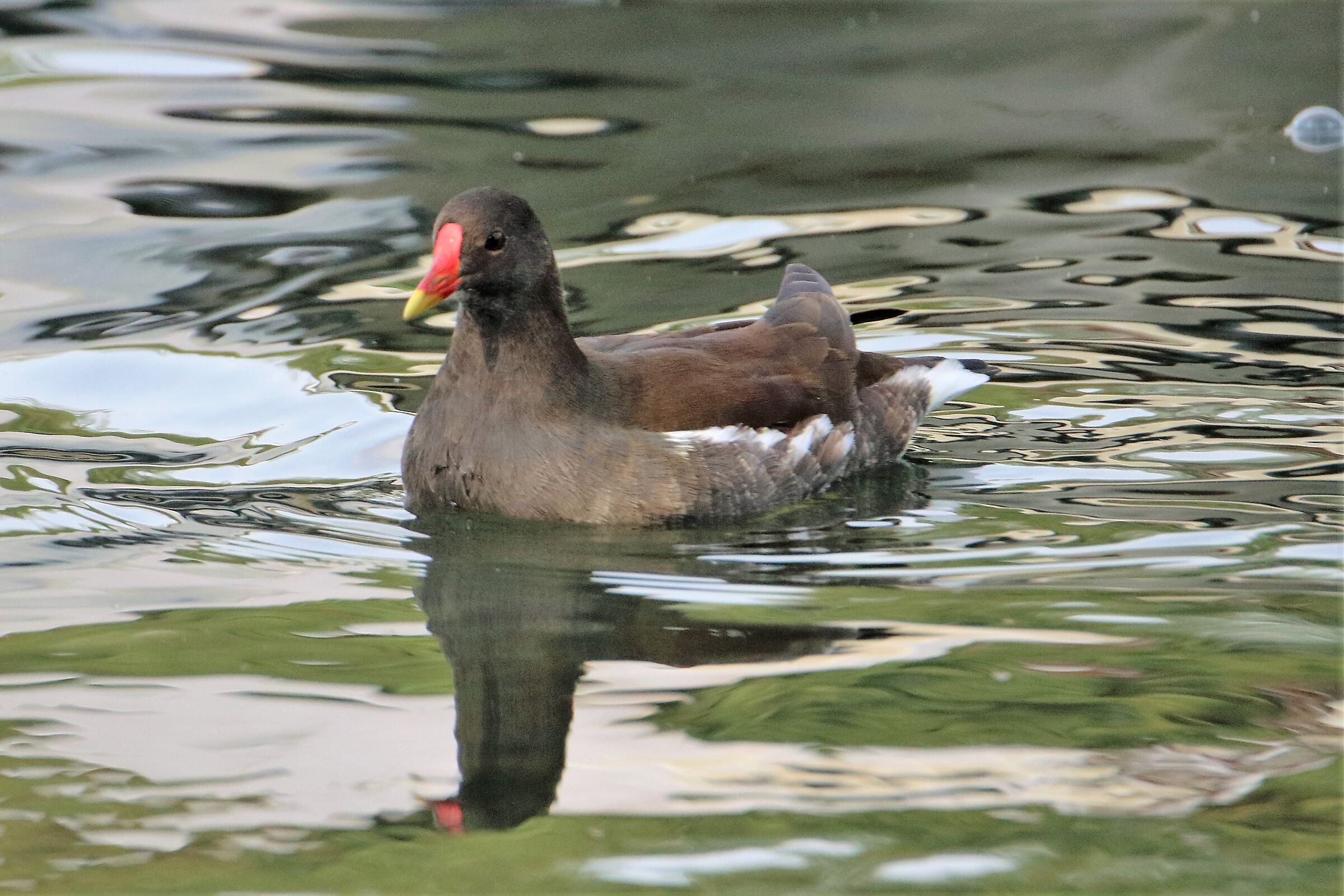 Moorhen