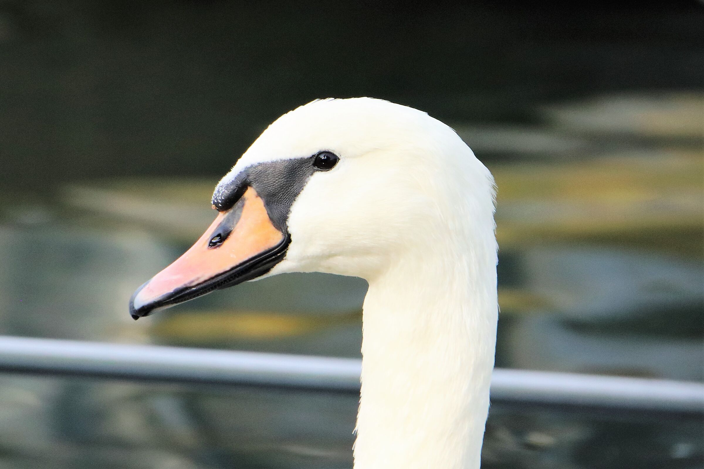 swan close-up