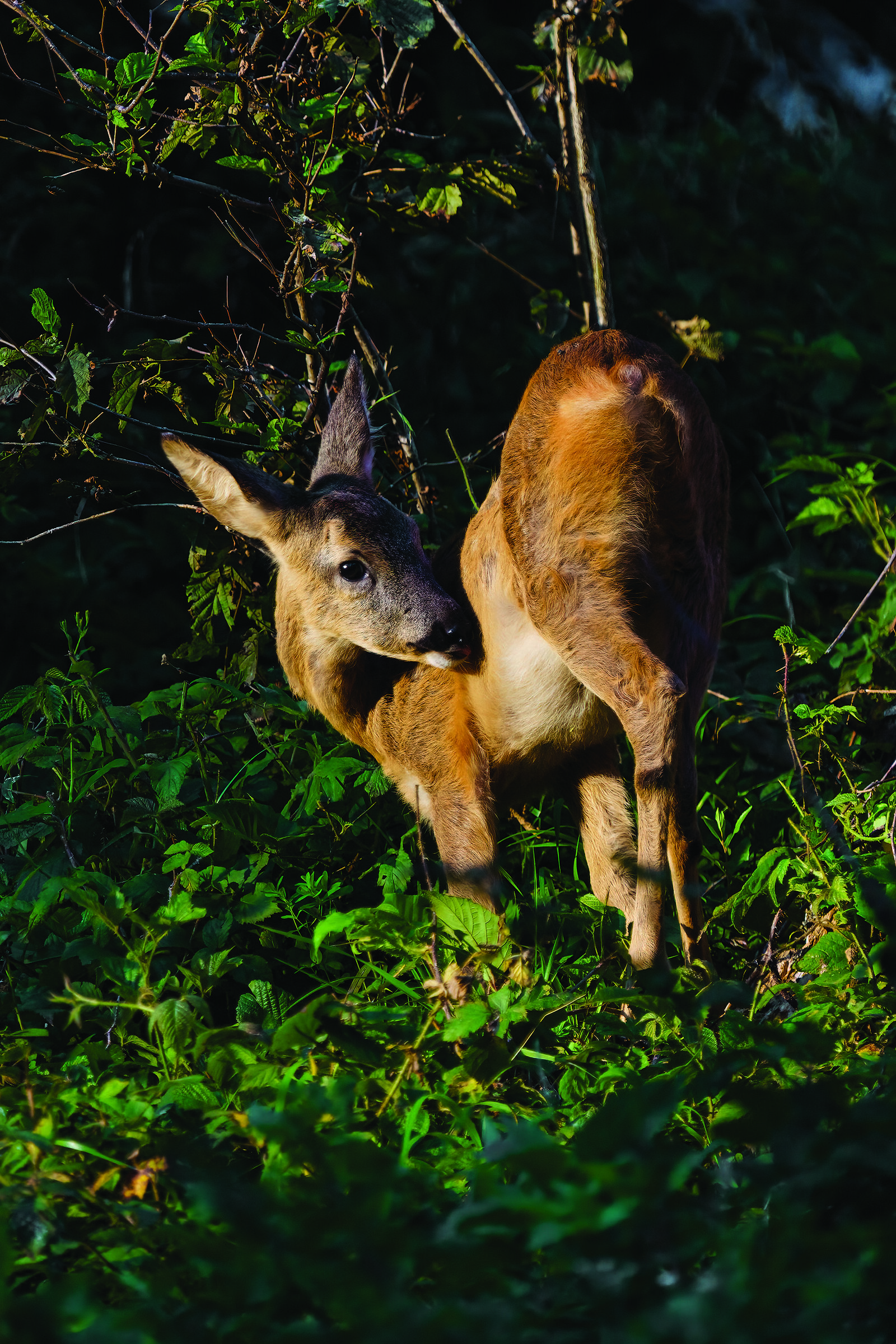 Capriolo pulizie personali