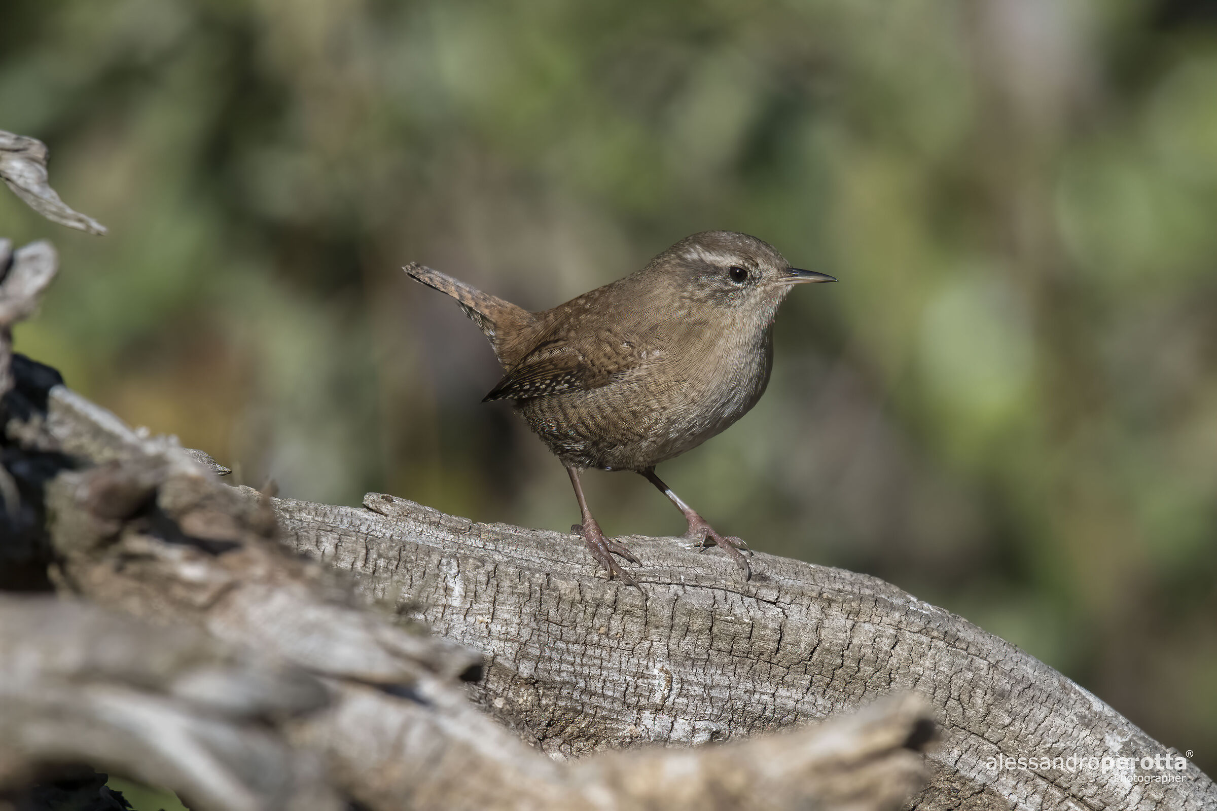 Troglodytes troglodytes