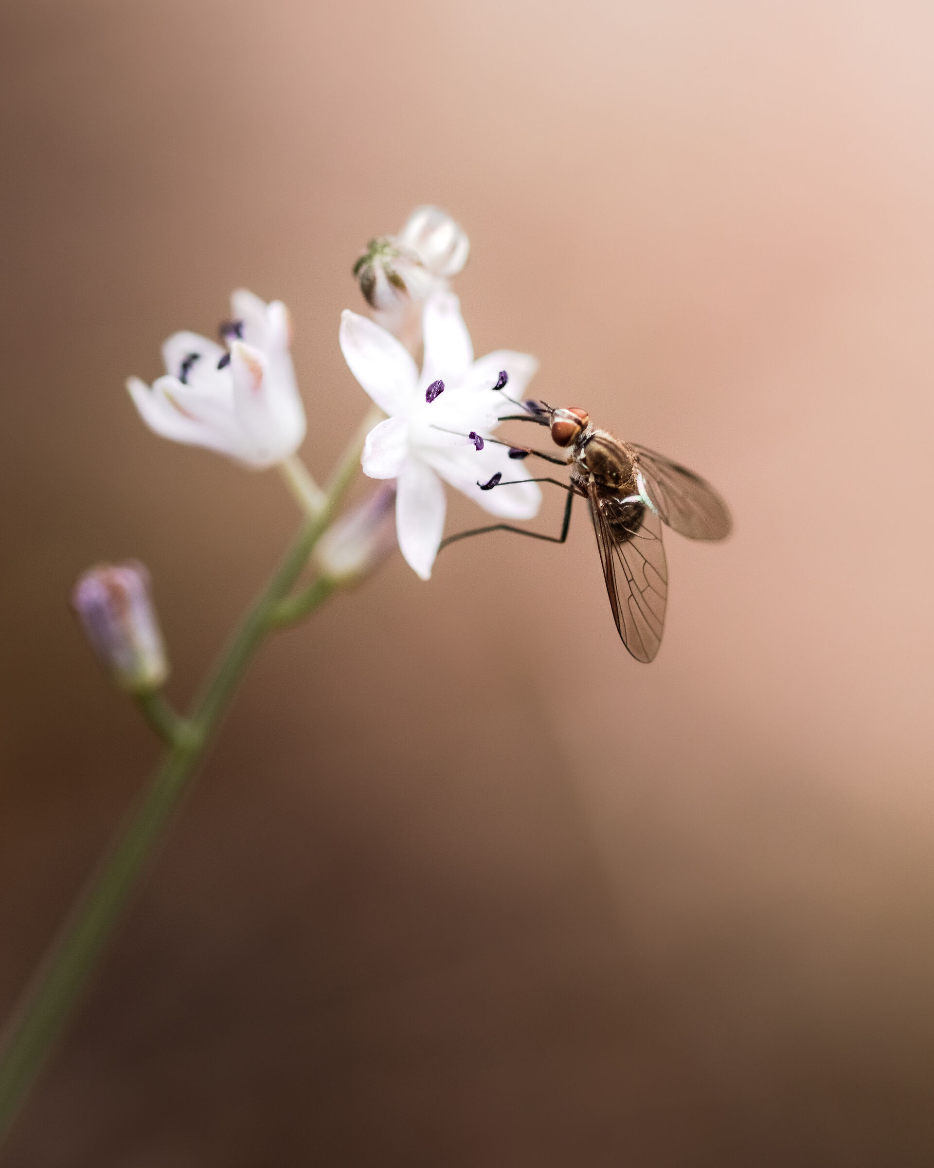 Fly Macro Photography