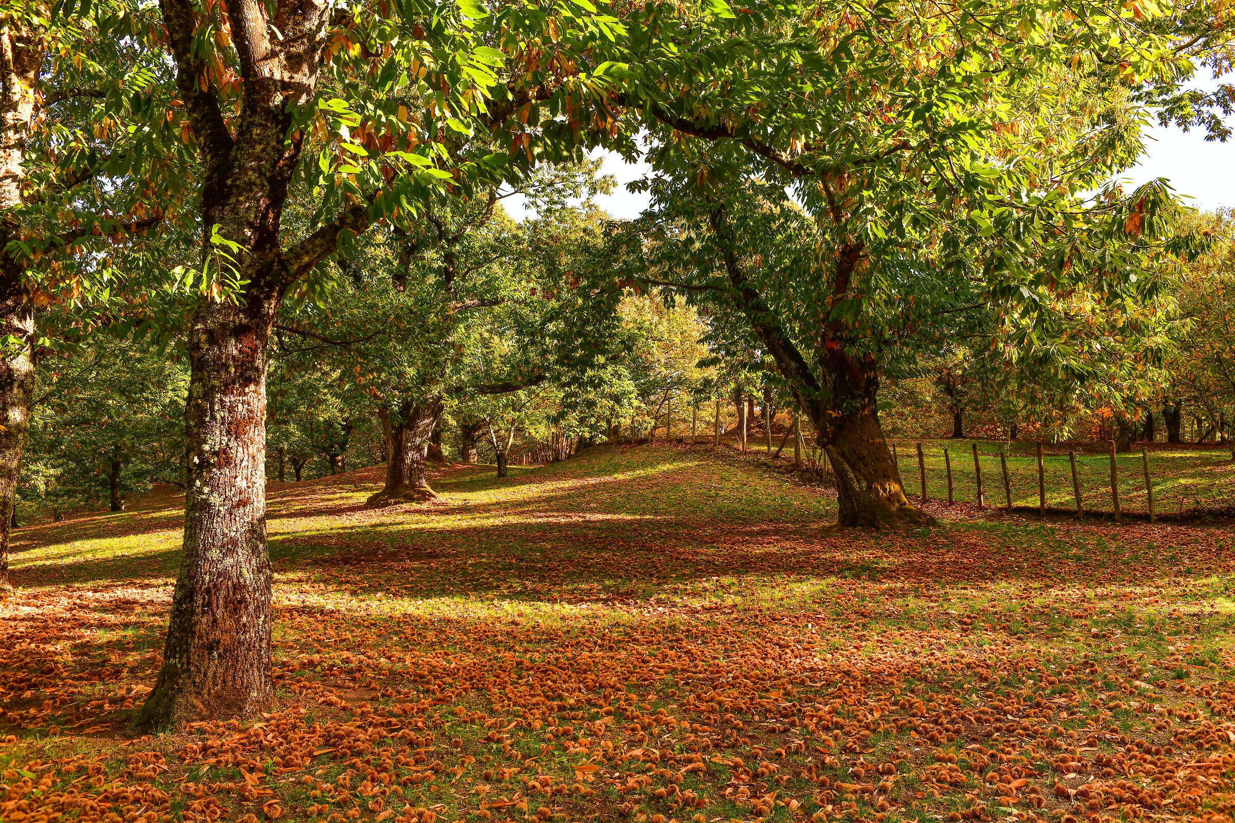 Castagne dei Monti Cimini (Vt)