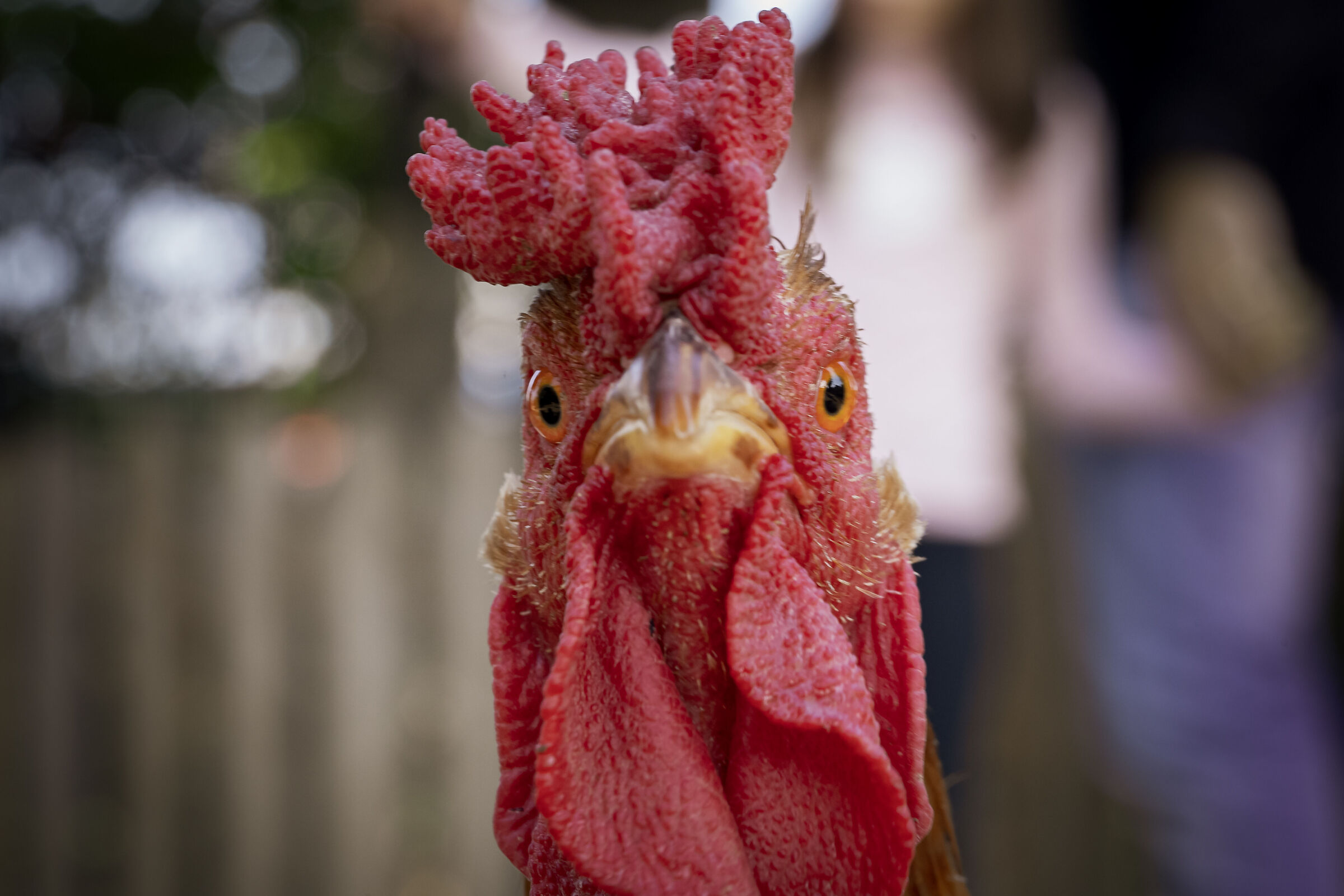 Curious chicken