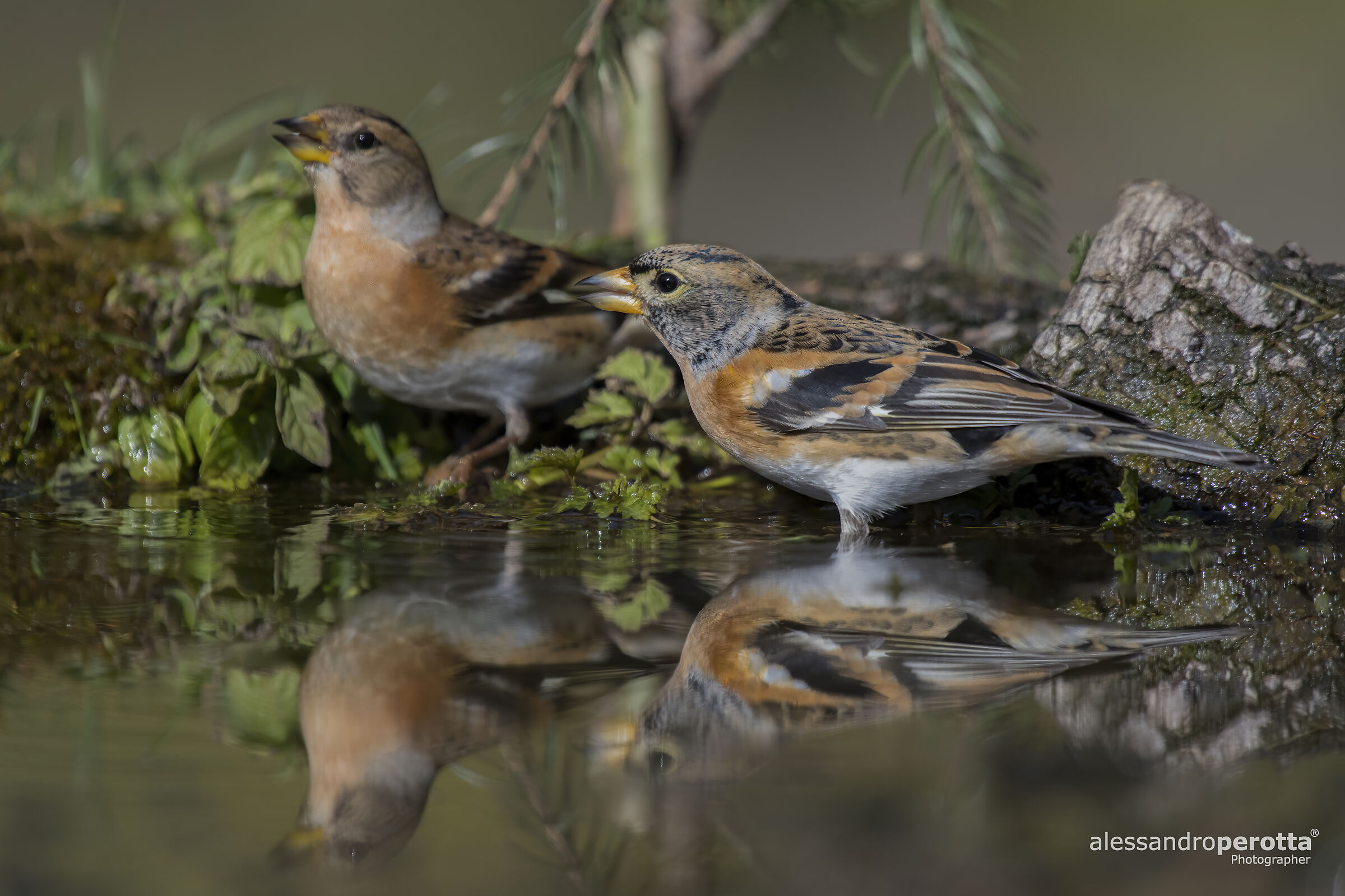 Fringilla montifringilla