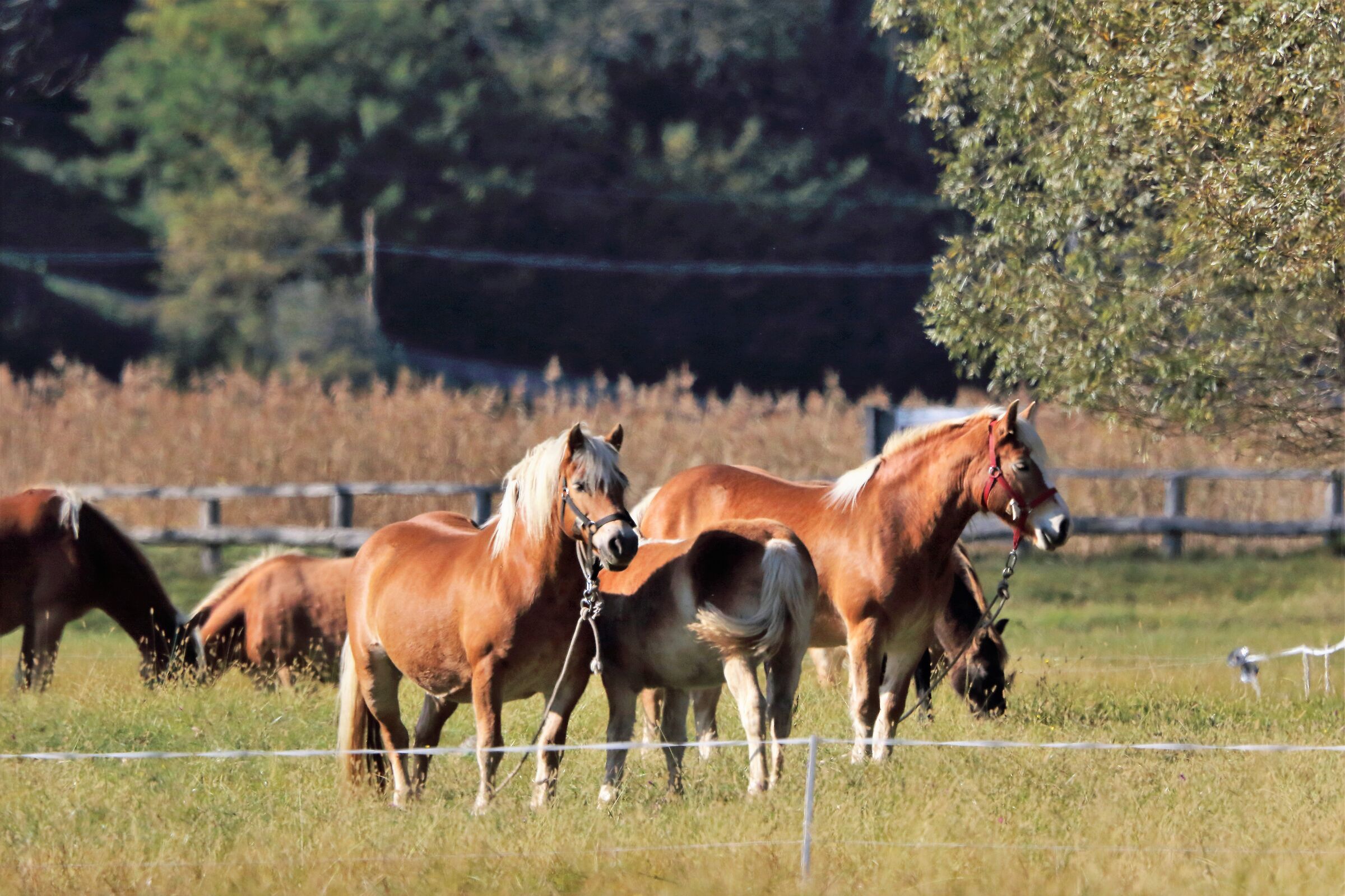 Avelignesi Pian di Spagna