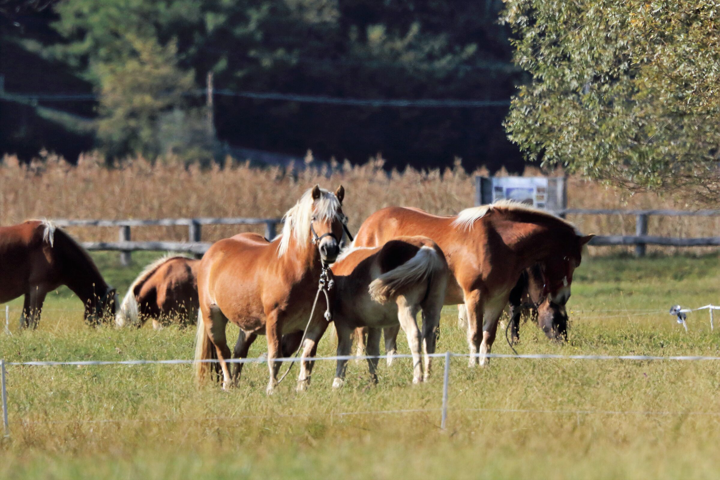 Avelignesi Pian di Spagna