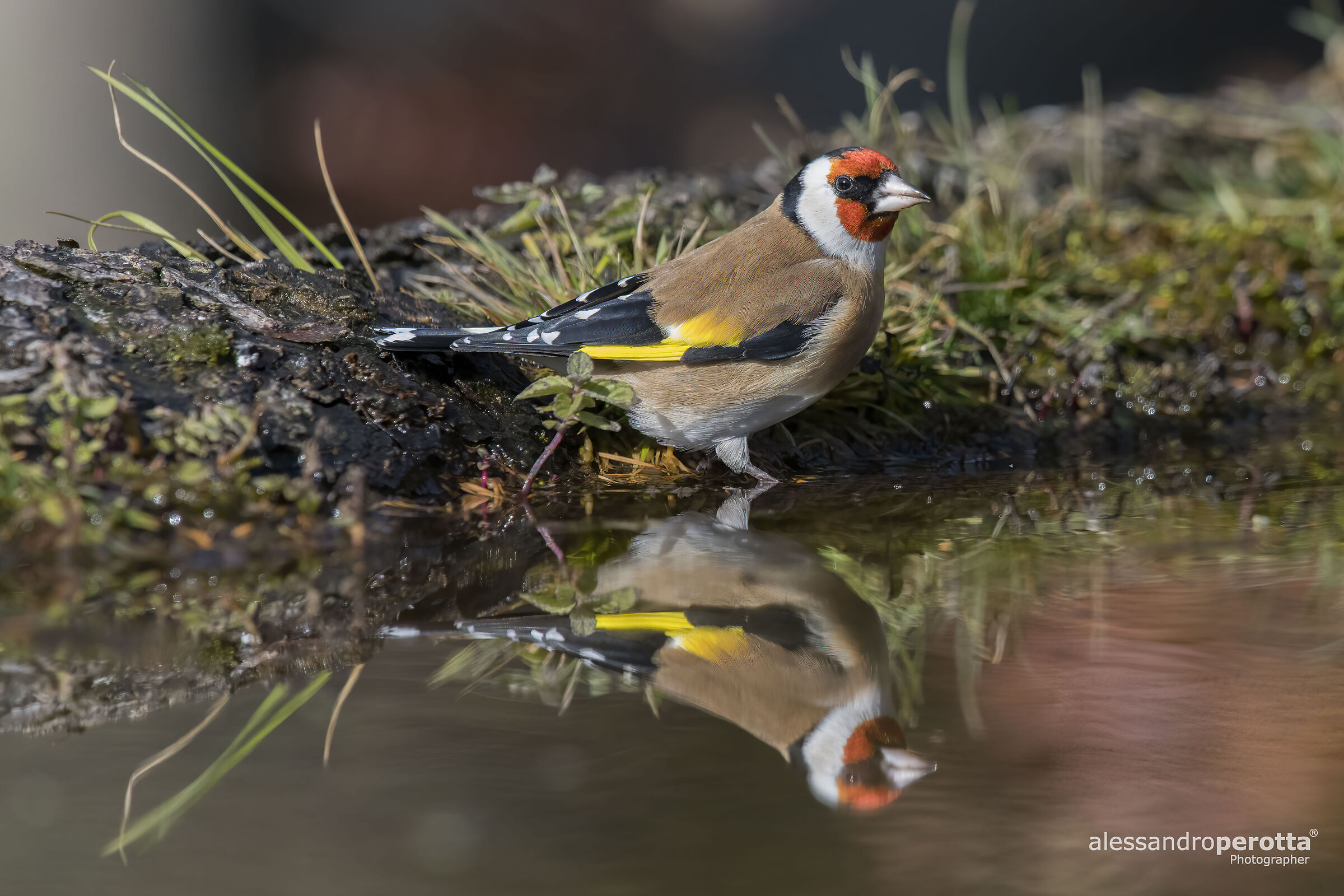 Carduelis carduelis