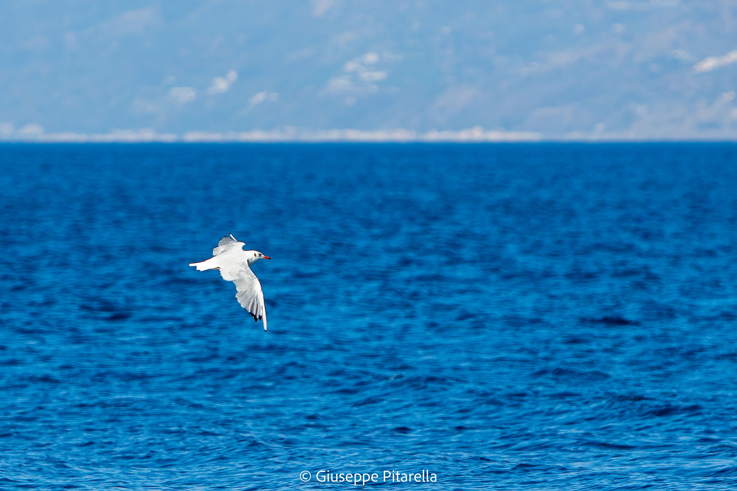 Seagull by the sea