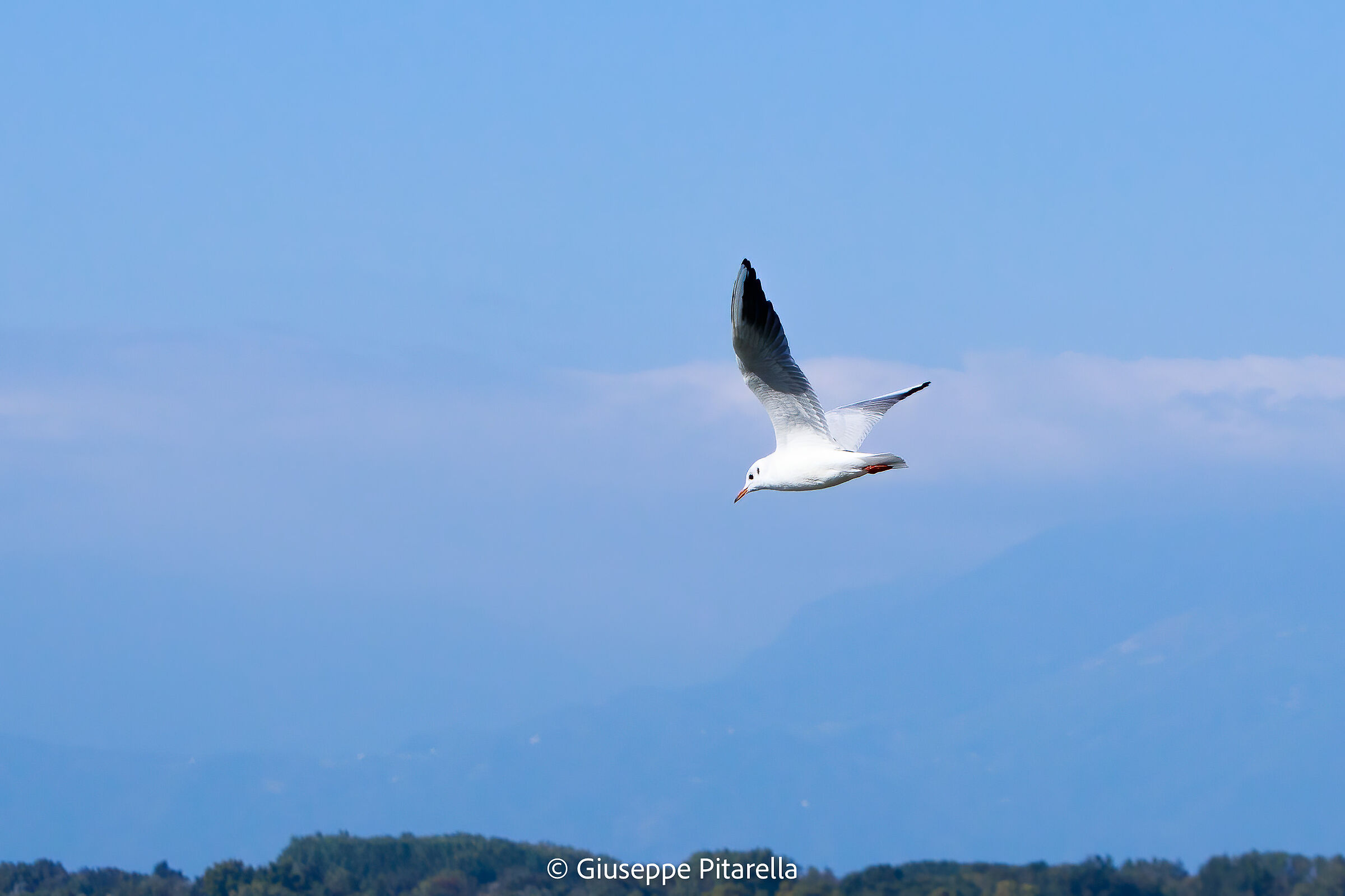 Seagull at the lake