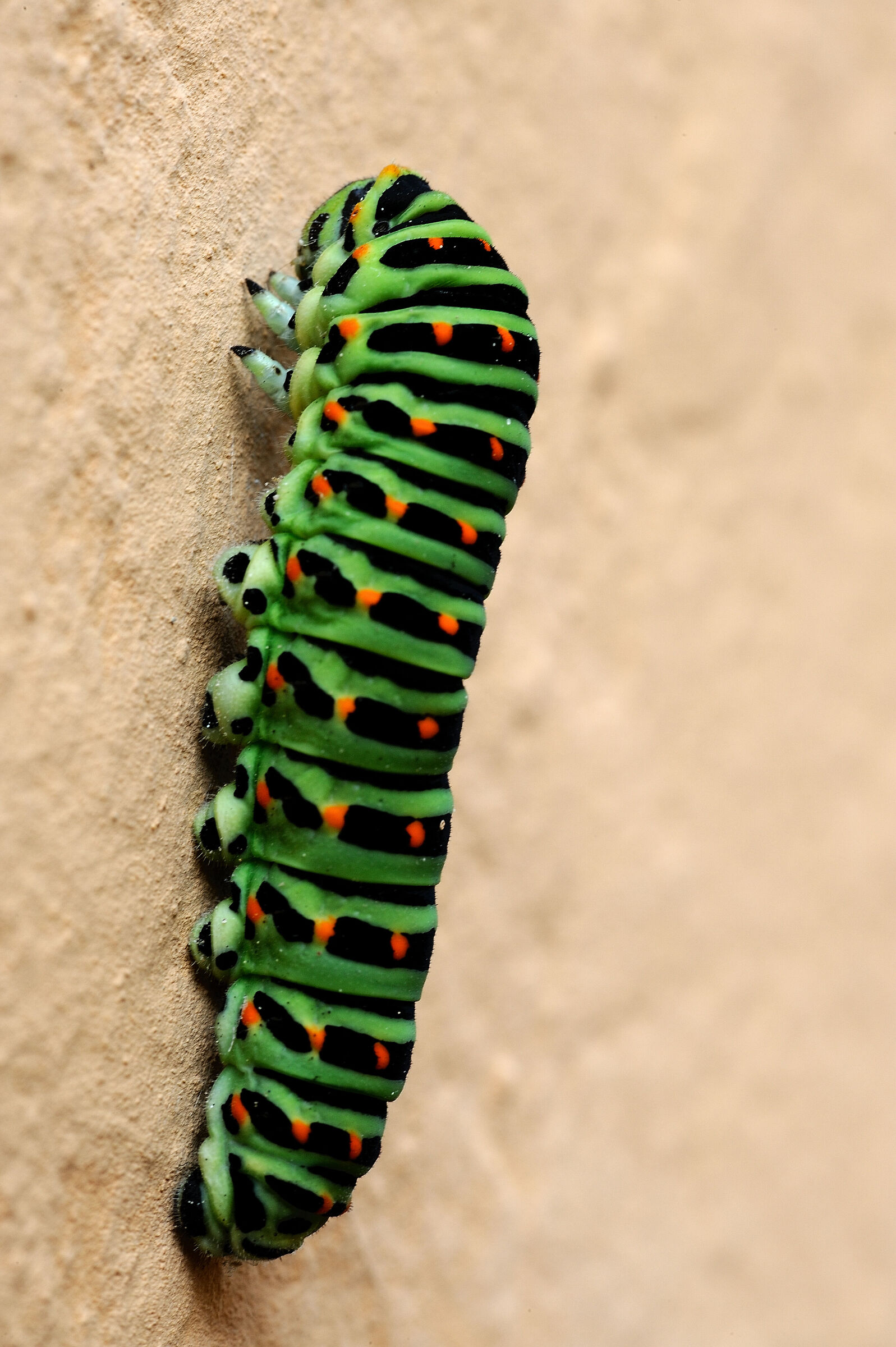 Macaone butterfly caterpillar