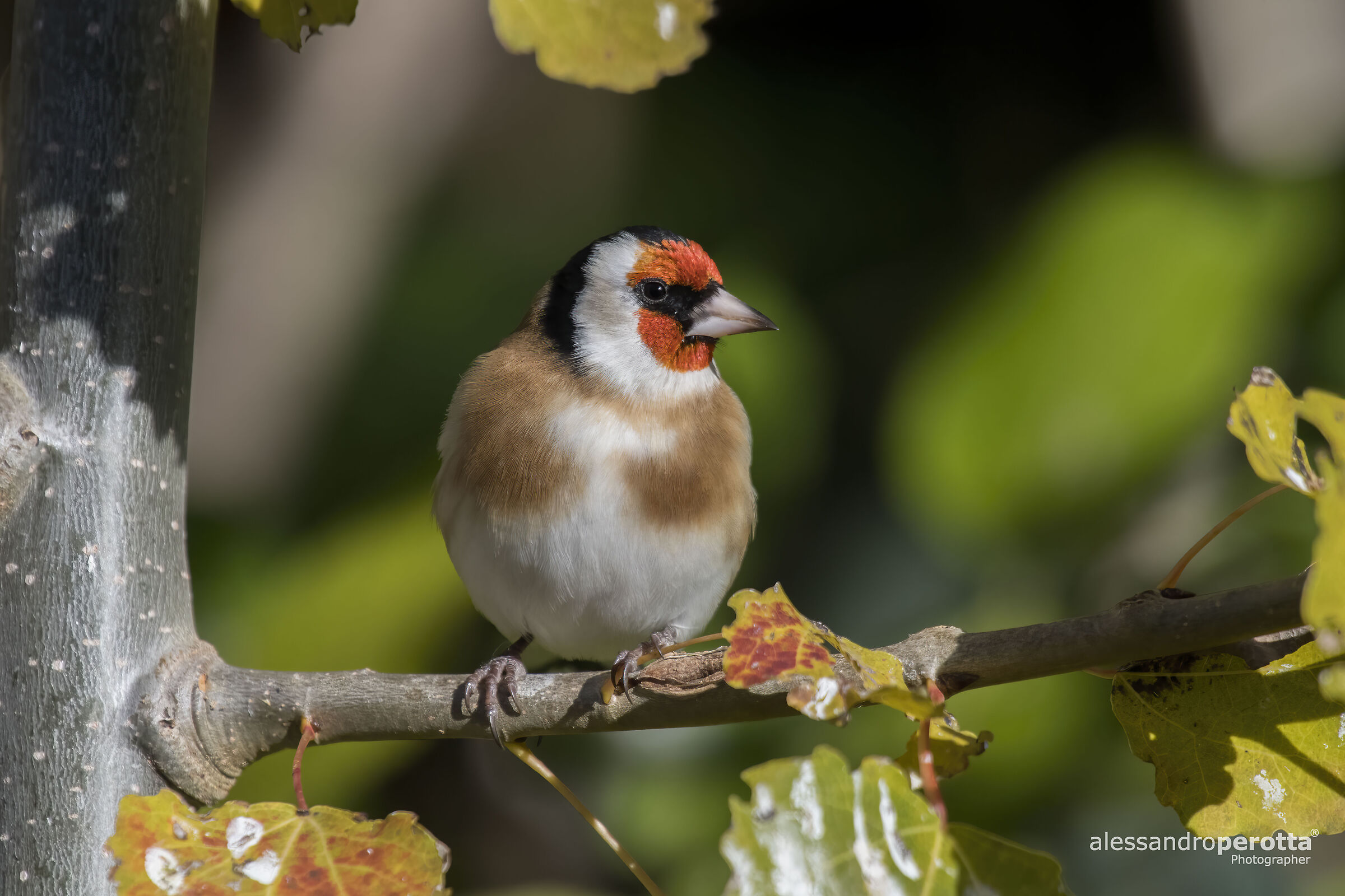 Carduelis carduelis