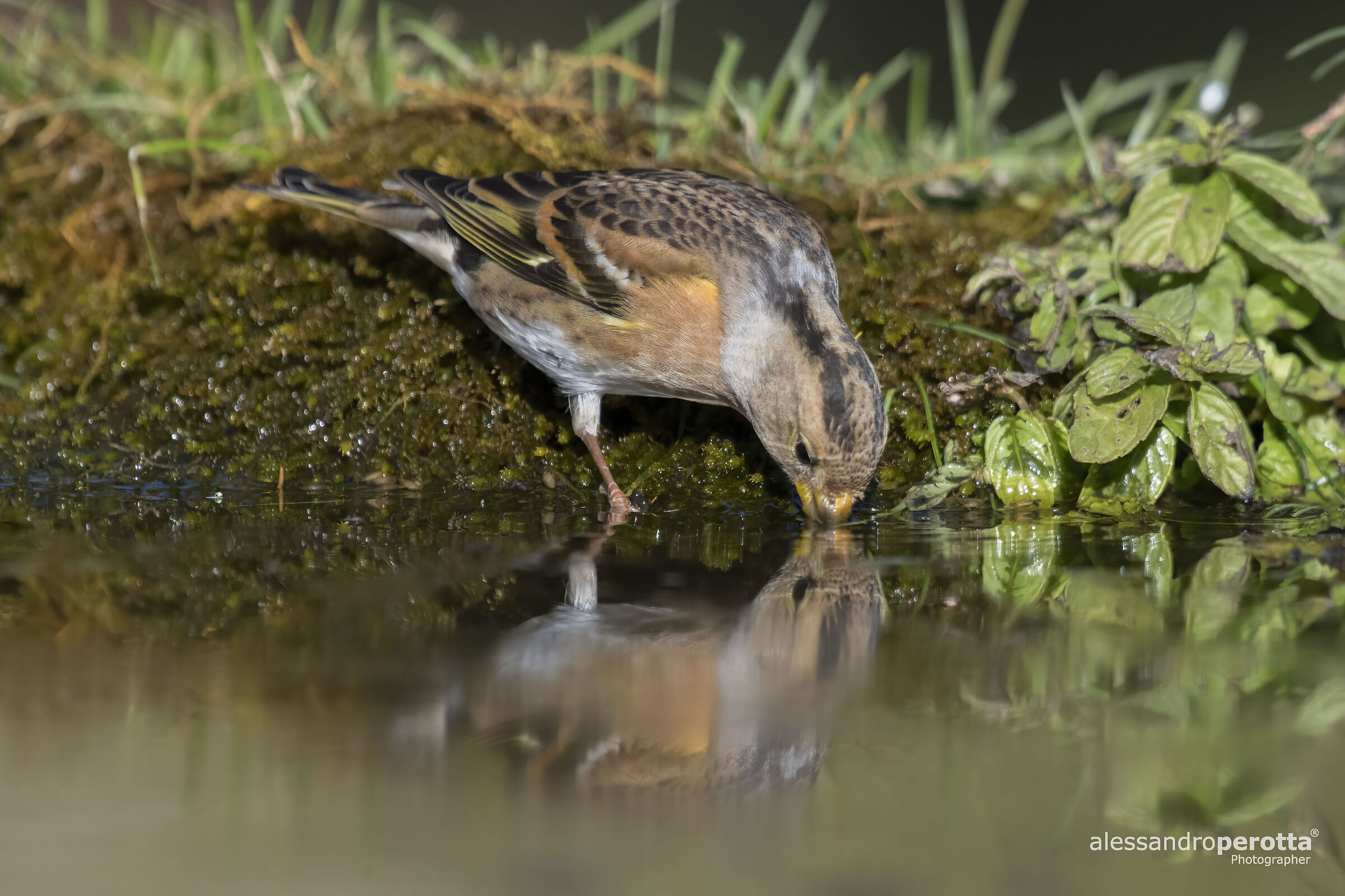 Fringilla montifringilla