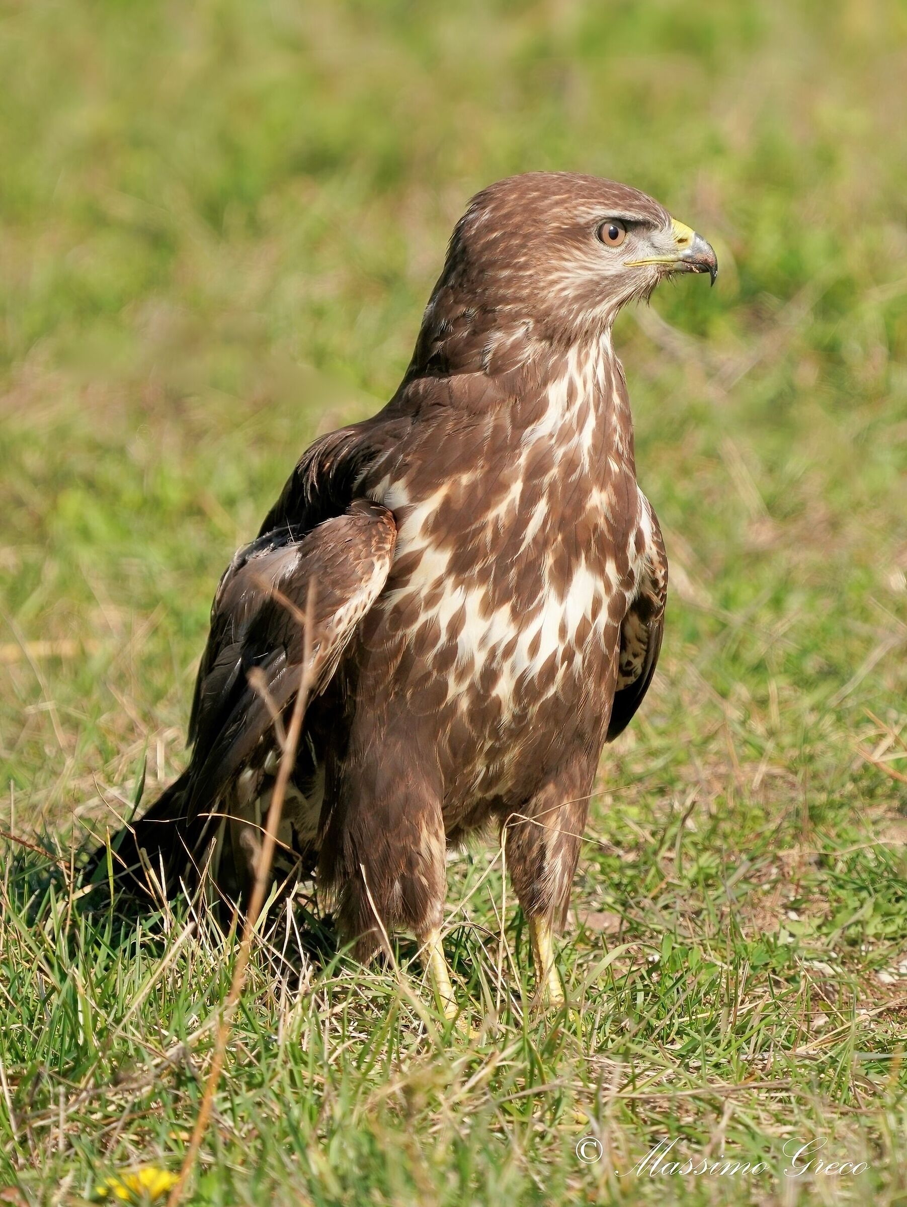 Poiana (Buteo buteo)