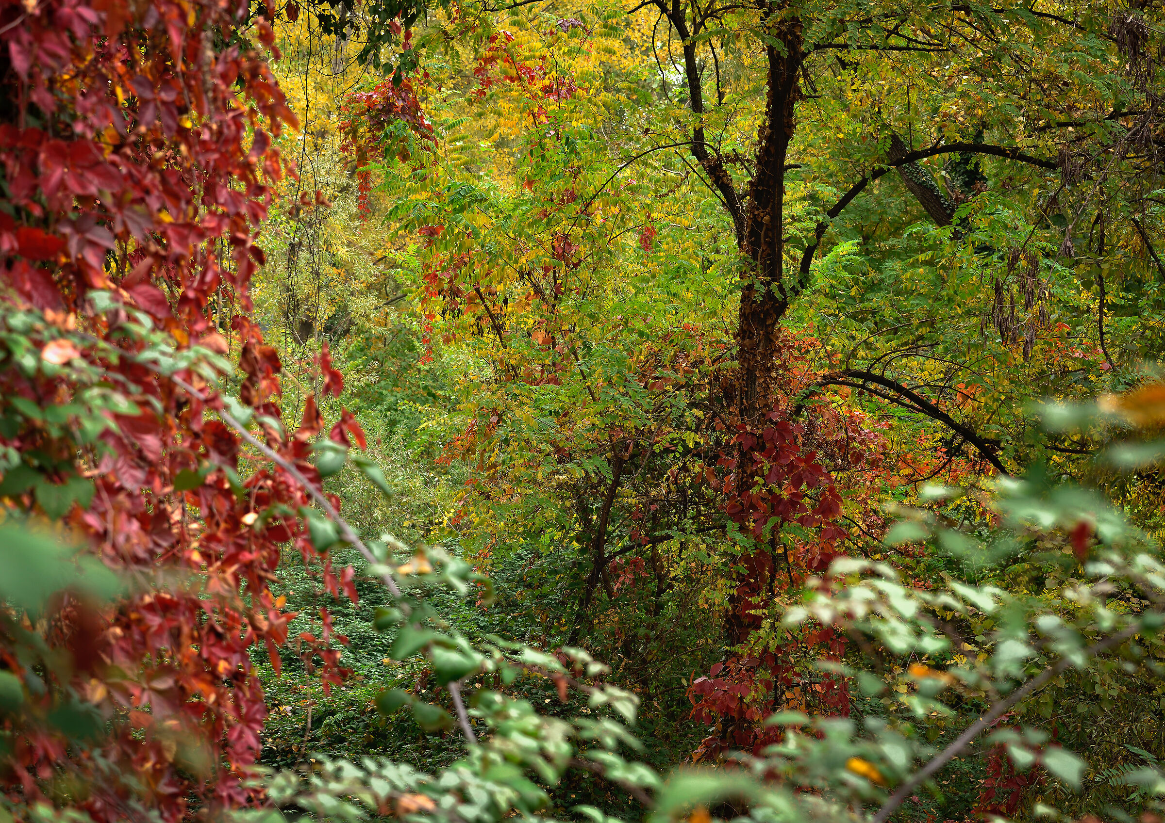 Foliage - Segrate