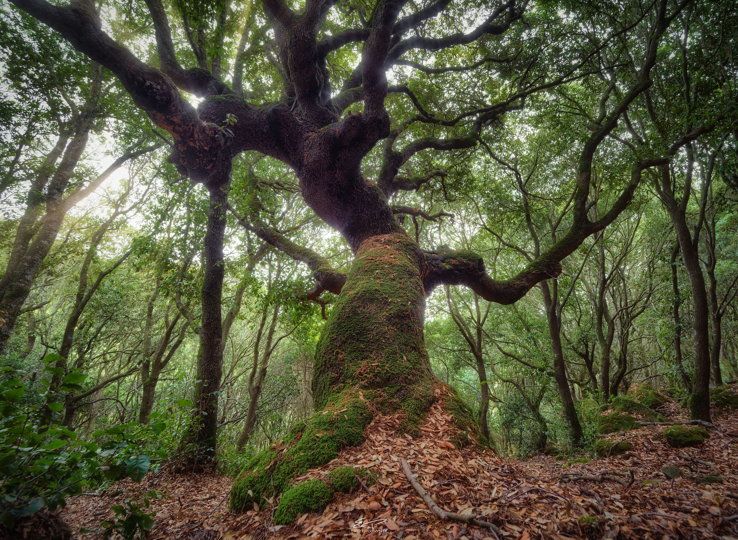 Il Re della Foresta.
