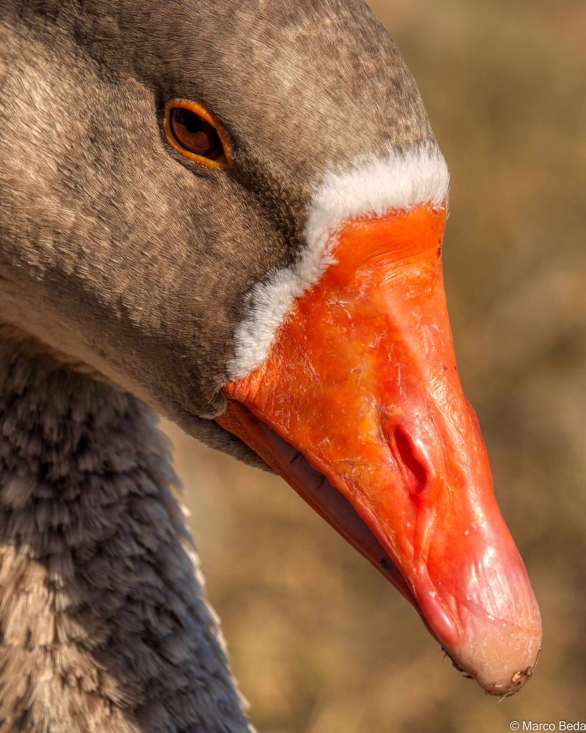 sotto un caldino autunnale....