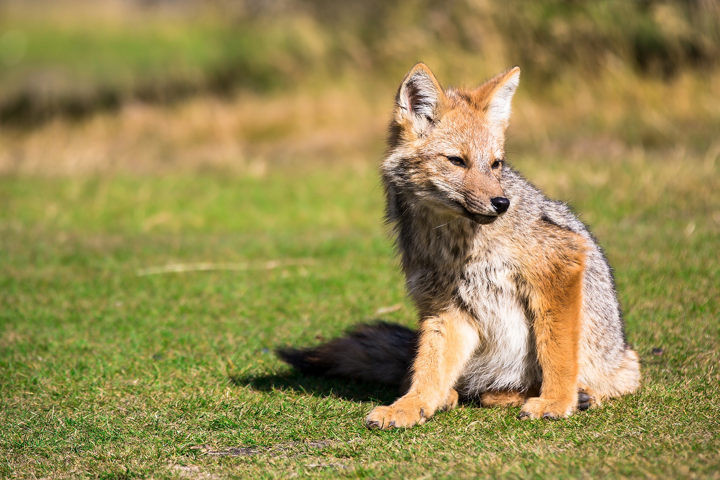 Red fox cub in Patagonia