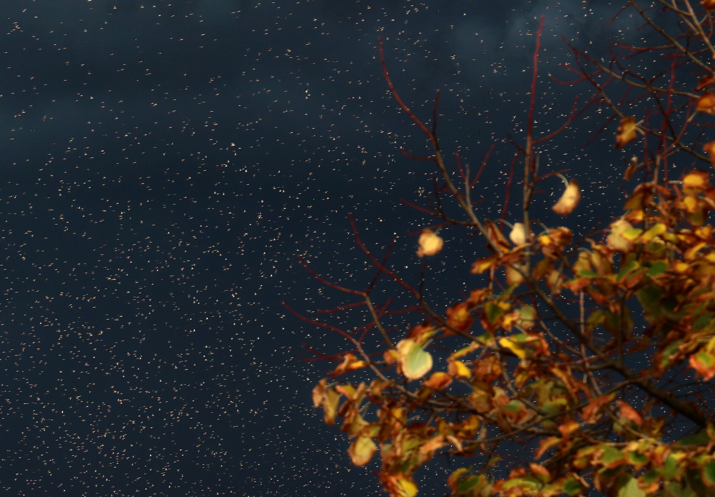 Migrazione autunnale degli storni