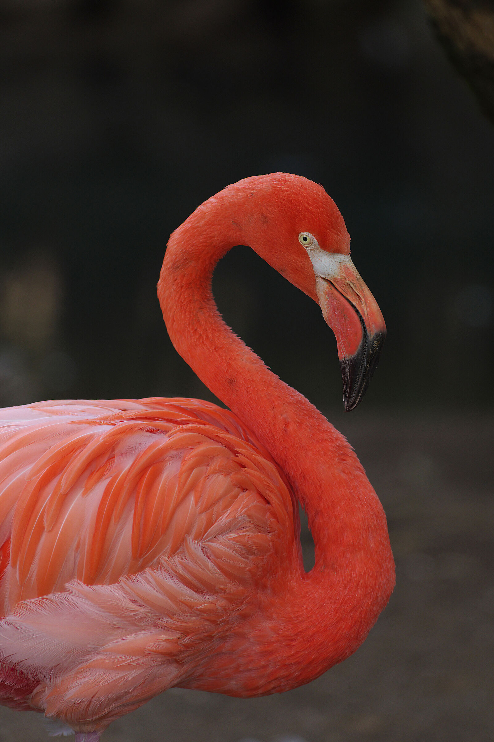 Cuban flamingo
