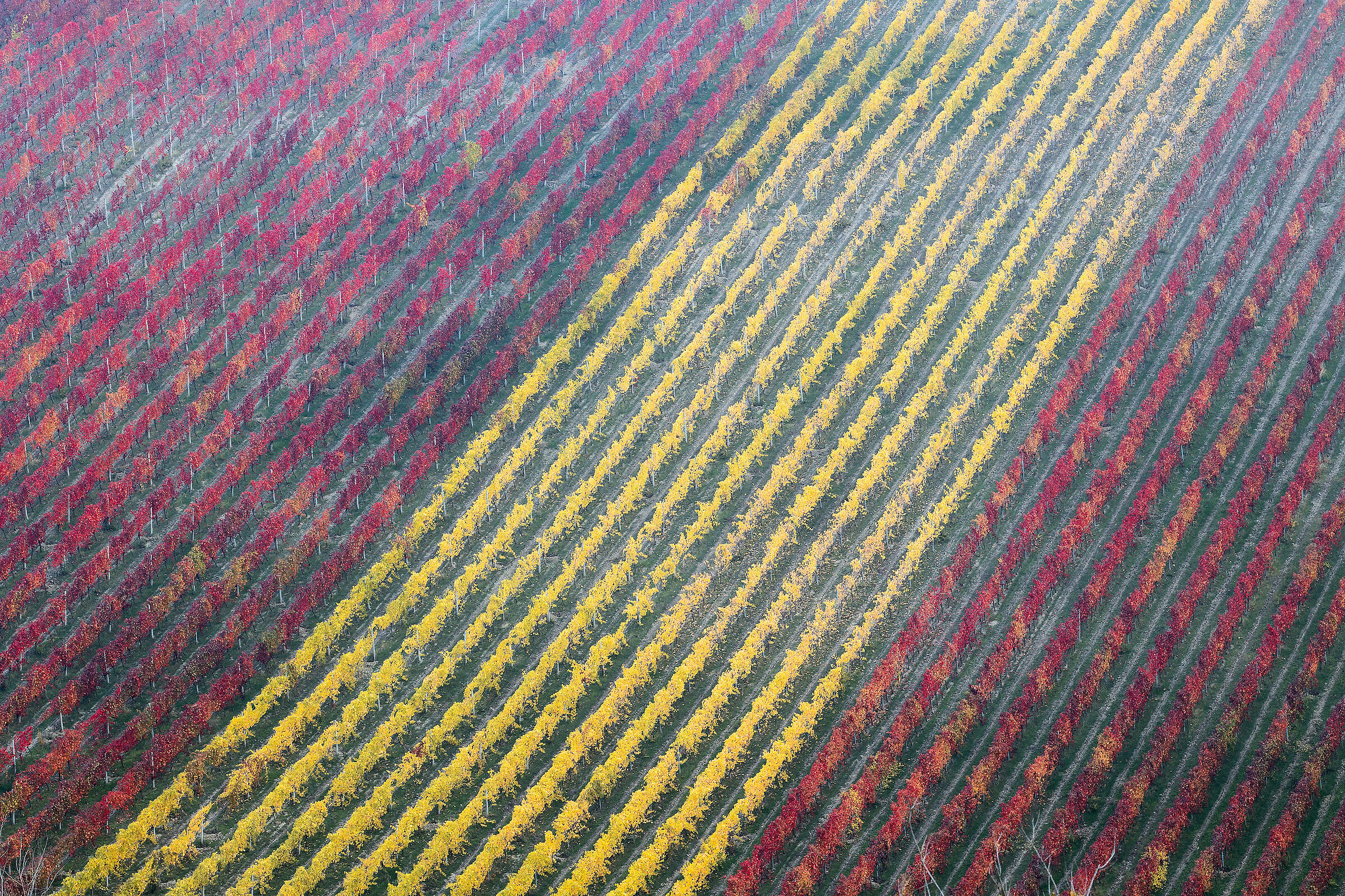 Autumn on the grasparossa