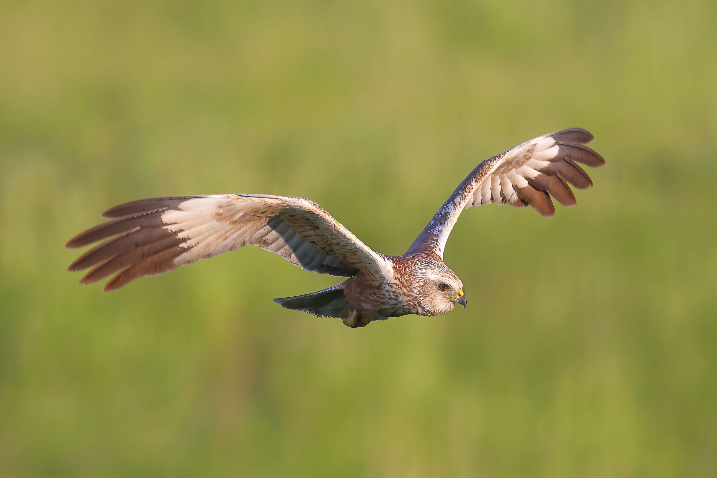 marsh harrier